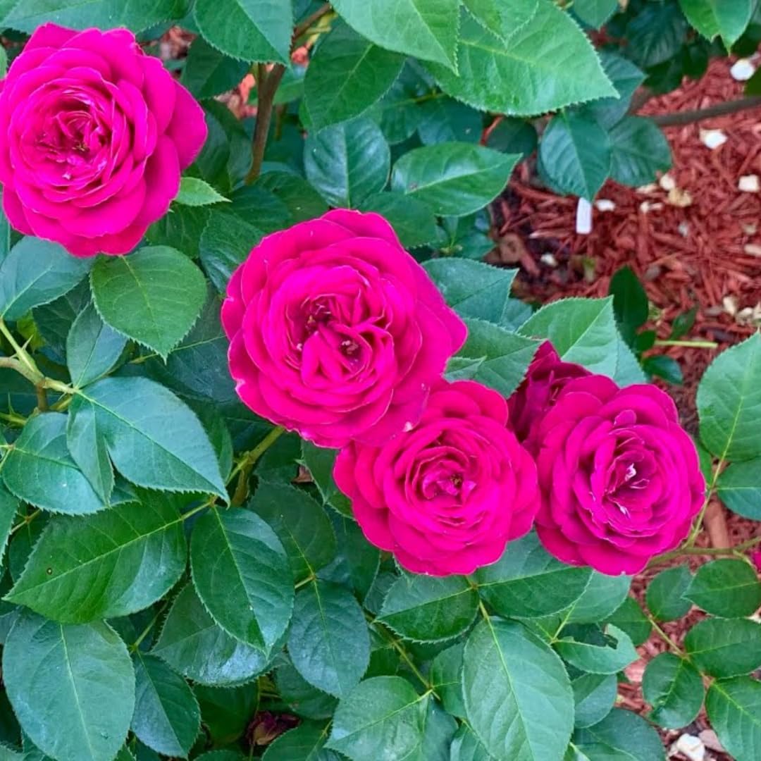 Hot Pink Climbing Rose Live Plant, Fragrant Rose Bush Ready to Plants, Zone 5 to 9, Size 3 to 7 Inches and Bare Root