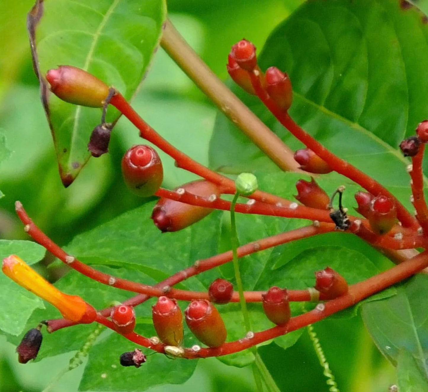 Dwarf Mexican Firebush - 2 Pack Hamelia Patens 'Firefly' Live Plants (5-9") -Compact Hummingbird Magnet - Non-Stop Orange Blooms - Heat Tolerant Patio & Garden Shrub