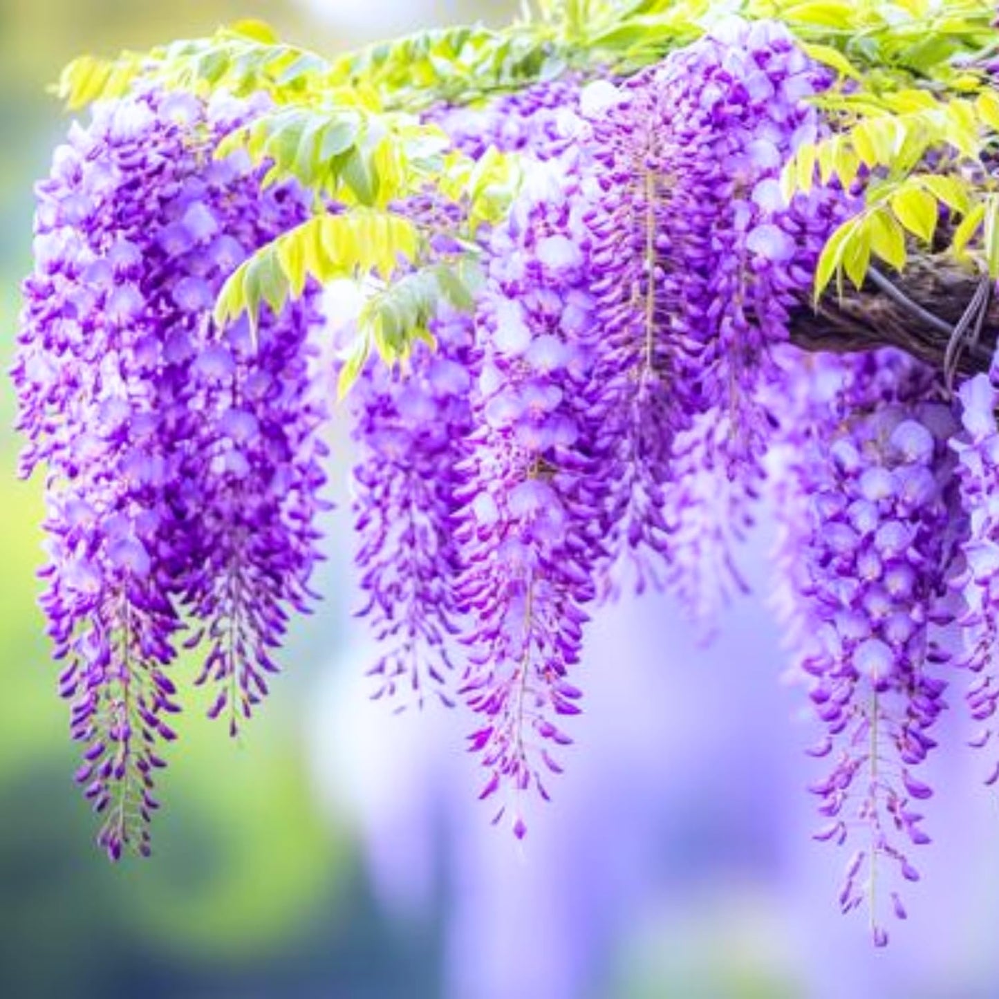 Purple Wisteria Tree Live Plant, Purple Wisteria Plant Live 6-12 Inc Height, in Pot, Wisteria Vine Live Plant, Fragrant Flowers
