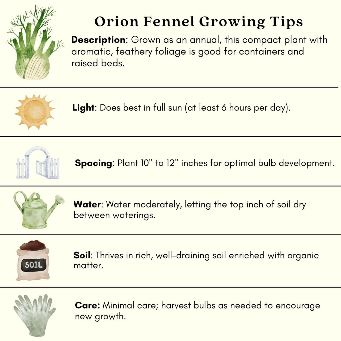 Clovers Garden Two (2) Large Live Orion Fennel Plants, Big, Healthy, Ready to Grow, Premium Plants, 4" to 8" Tall, in 4" Pots, Non GMO, No Neonicotinoids, Edible Garden, Culinary Favorite