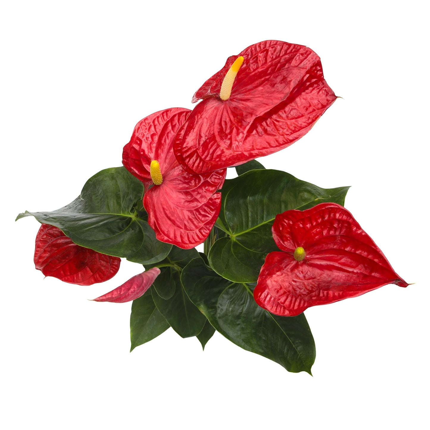 Red Anthurium Live Plant in 8" Grower Pot, Easy Care Real Houseplant, Anthuriums for Home or Office, Blooms Year Round, Air Purifying Houseplants by Plants for Pets