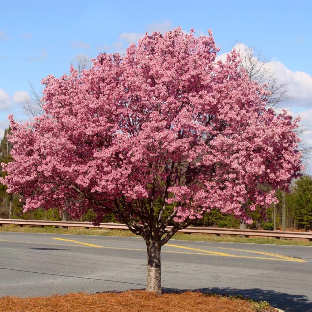 Cherry Blossom Tree Live Plant, 8-12" Tall, Ornamental Cherry Blossom Flowers for Outdoor Planting, No Ship to CA, in Pot (Dark Pink Cherry)