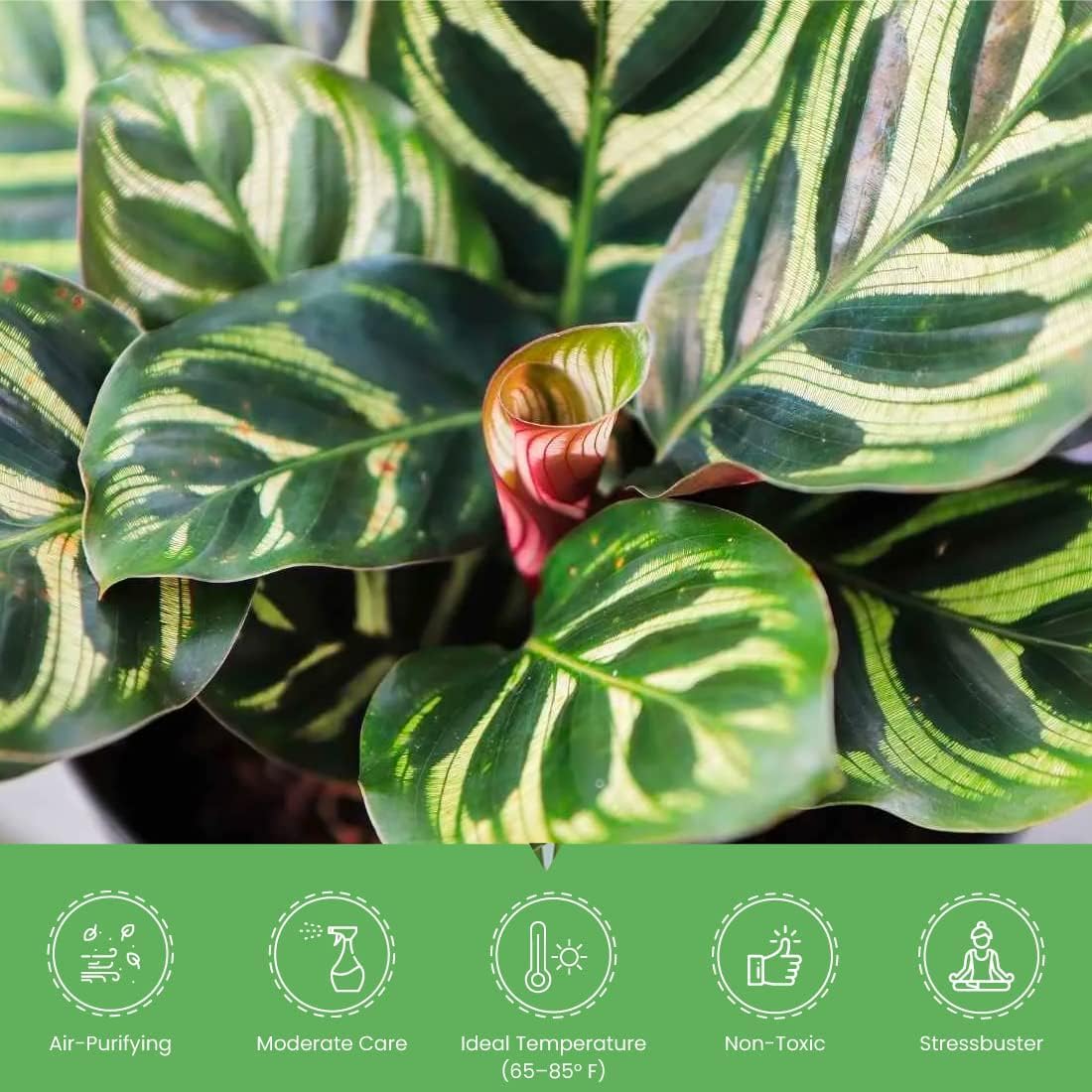 American Plant Exchange Live Calathea Makoyana – 6-Inch with Pot Cover – Pet-Friendly Tropical Houseplant with Patterned Leaves for Low Light Homes, Offices & Indoor Plant Décor