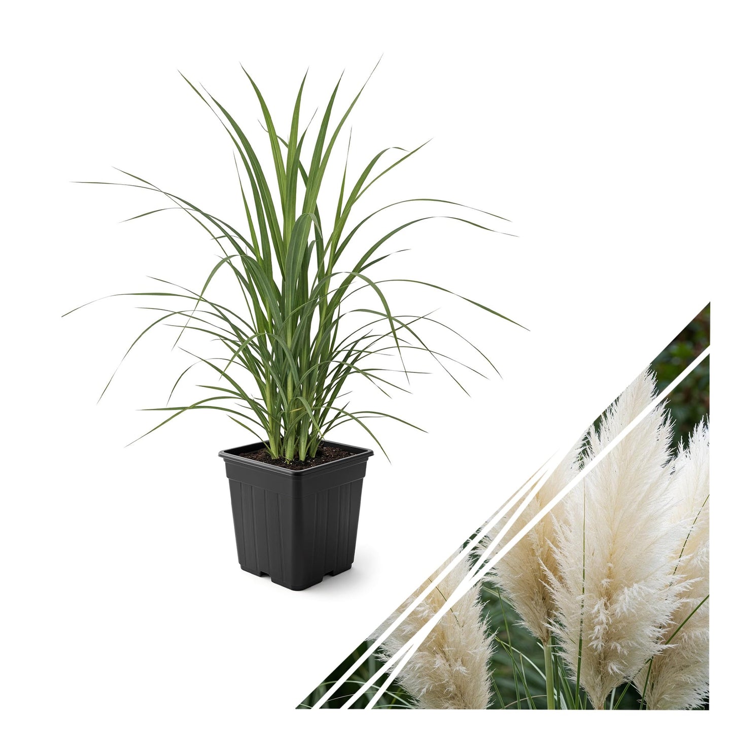 Live Ornamental Pampas Grass (Cortaderia selloana) - White - Perennial Accent Plant - 10" Tall by 5" Wide in 1.5 Qt Pot
