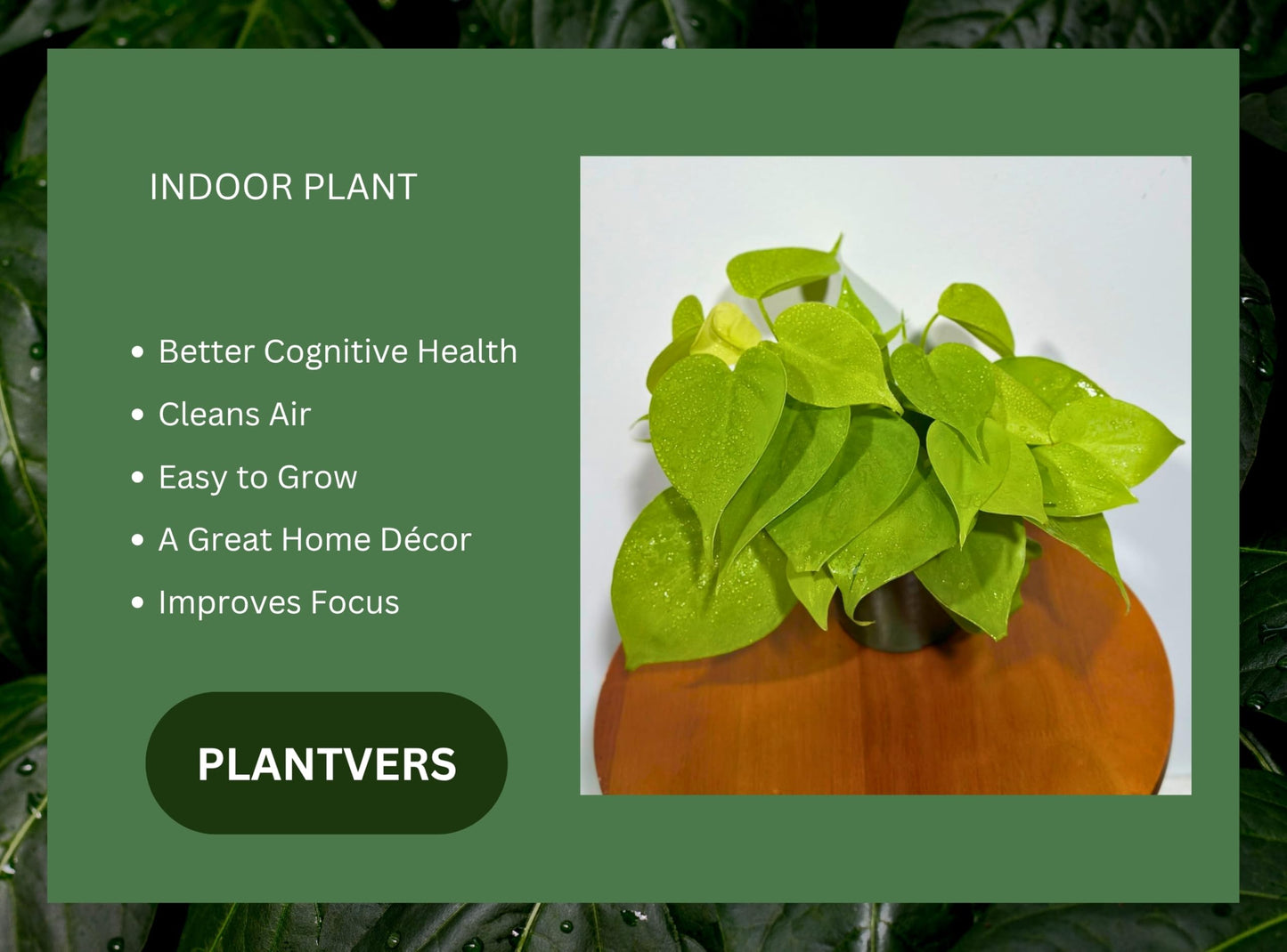PLANTVERS Neon Heartleaf Philodendron in 4" Grow Pot | Lime-Green Trailing Vine | Easy Care Philodendron Hederaceum | Bright Foliage for Shelf or Workspace Decor