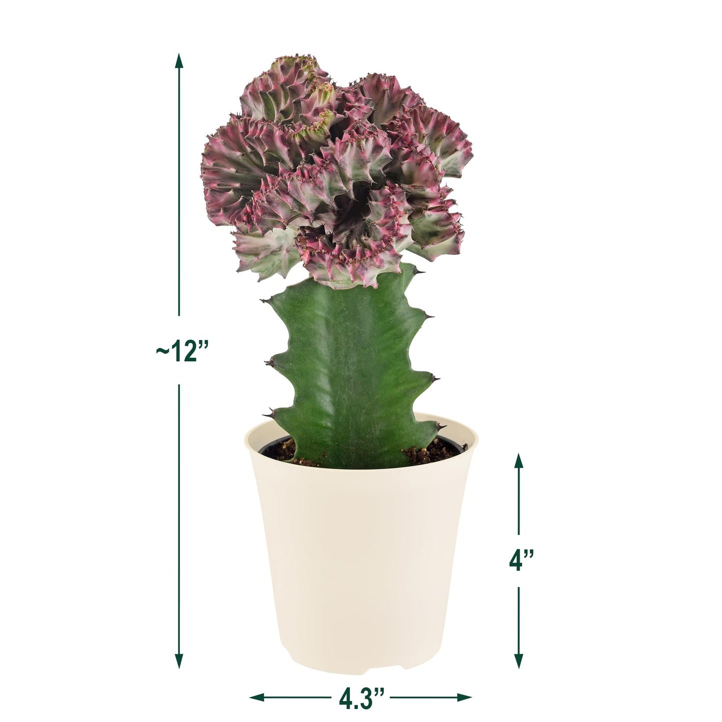 Arcadia Garden Products Live Mermaid Tail Cactus Indoor Houseplant in Plastic Pot, Euphorbia lactea Cristata Crested Coral Succulent Plant Gift for Home and Garden Decor, 4-inch, Light Purple