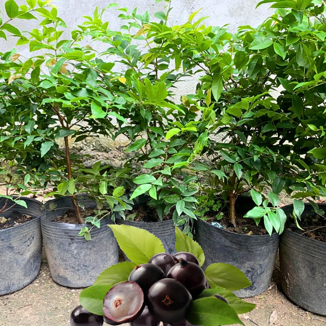 1 Years Old Black Jaboticaba Tree Live Plant No Pot, 1 Feet Tall, Well-Rooted and Fast-Growing Brazilian Jabuticaba Grapetree