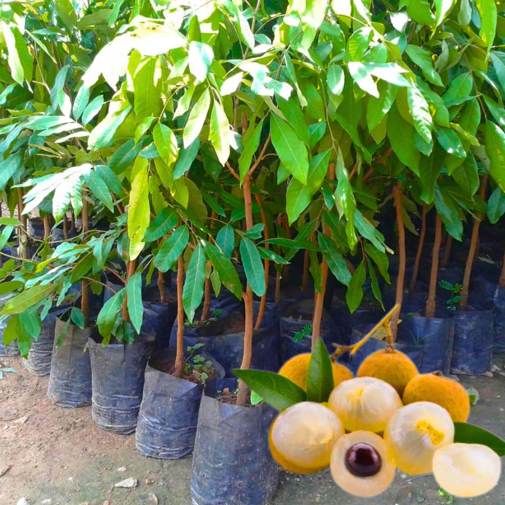Tropical Longan Tree Live Plant, 1 Year Old Tree, 8-10 Inches Tall in 4 Inch Pot, Well-Rooted Fast-Growing Fruit Tree for Zones 9-11 Outdoor Spring Planting