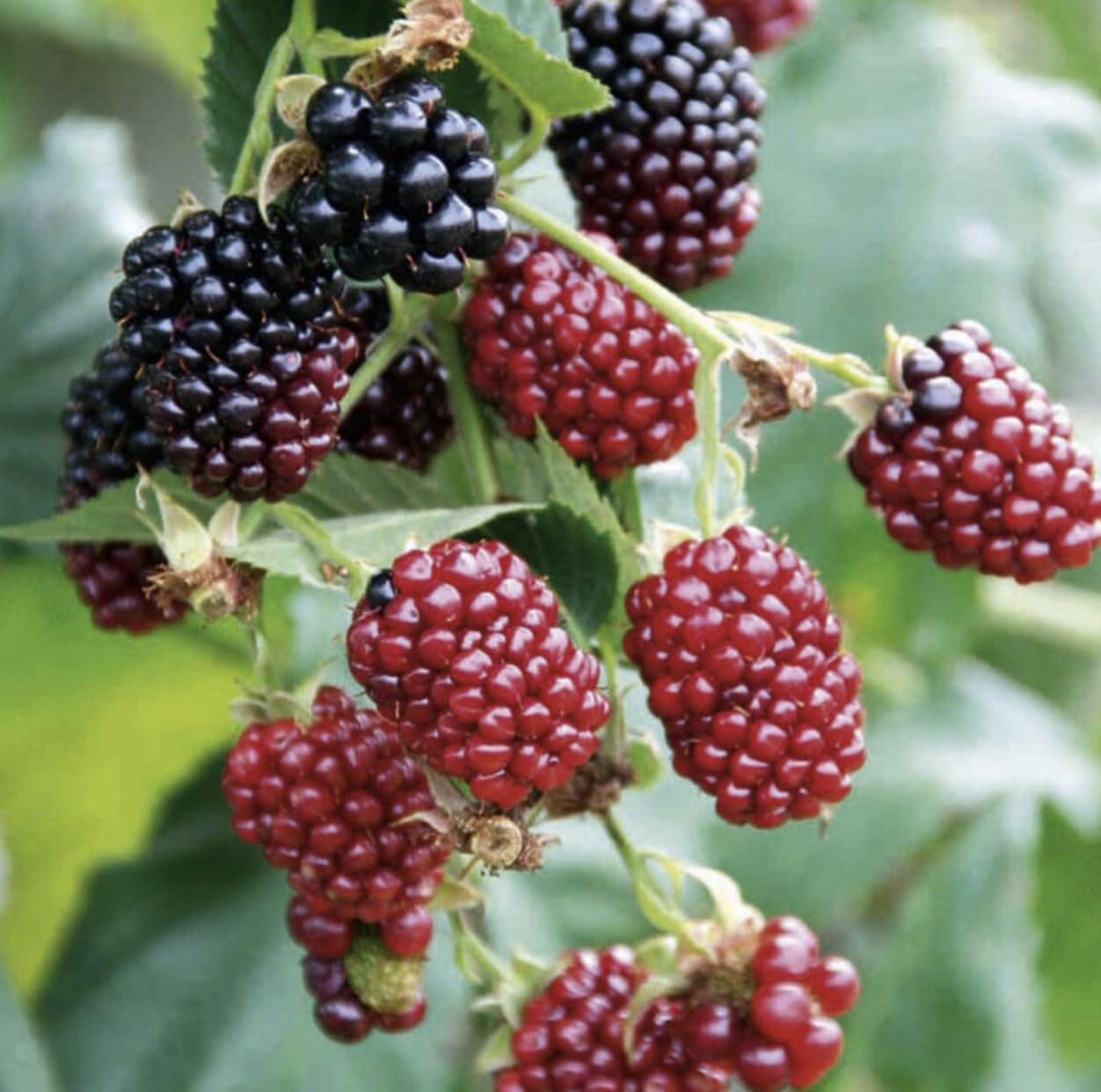 Boysenberry Plants - Pack of 2 (Two) - Mix Between Raspberry BlackBerry Loganberry Dewberry Plants for Planting - 4-6 inch Starter Plants - Fruit Tree Live Plant