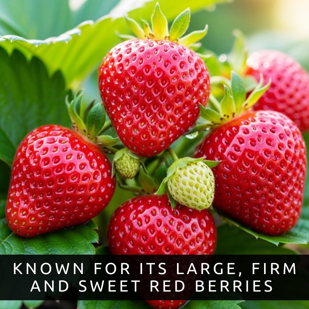 Albion Strawberry Bareroot Plants – Day Neutral Everbearing Strawberry Plants for Planting, Sweet Large Strawberries, High Yield Garden Strawberry Roots for Raised Beds & Containers (50 Plants)