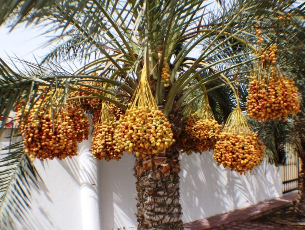 1 Live Plant Medjool Date Palm Tree | Phoenix Dactylifera Plant Seedling 9+”