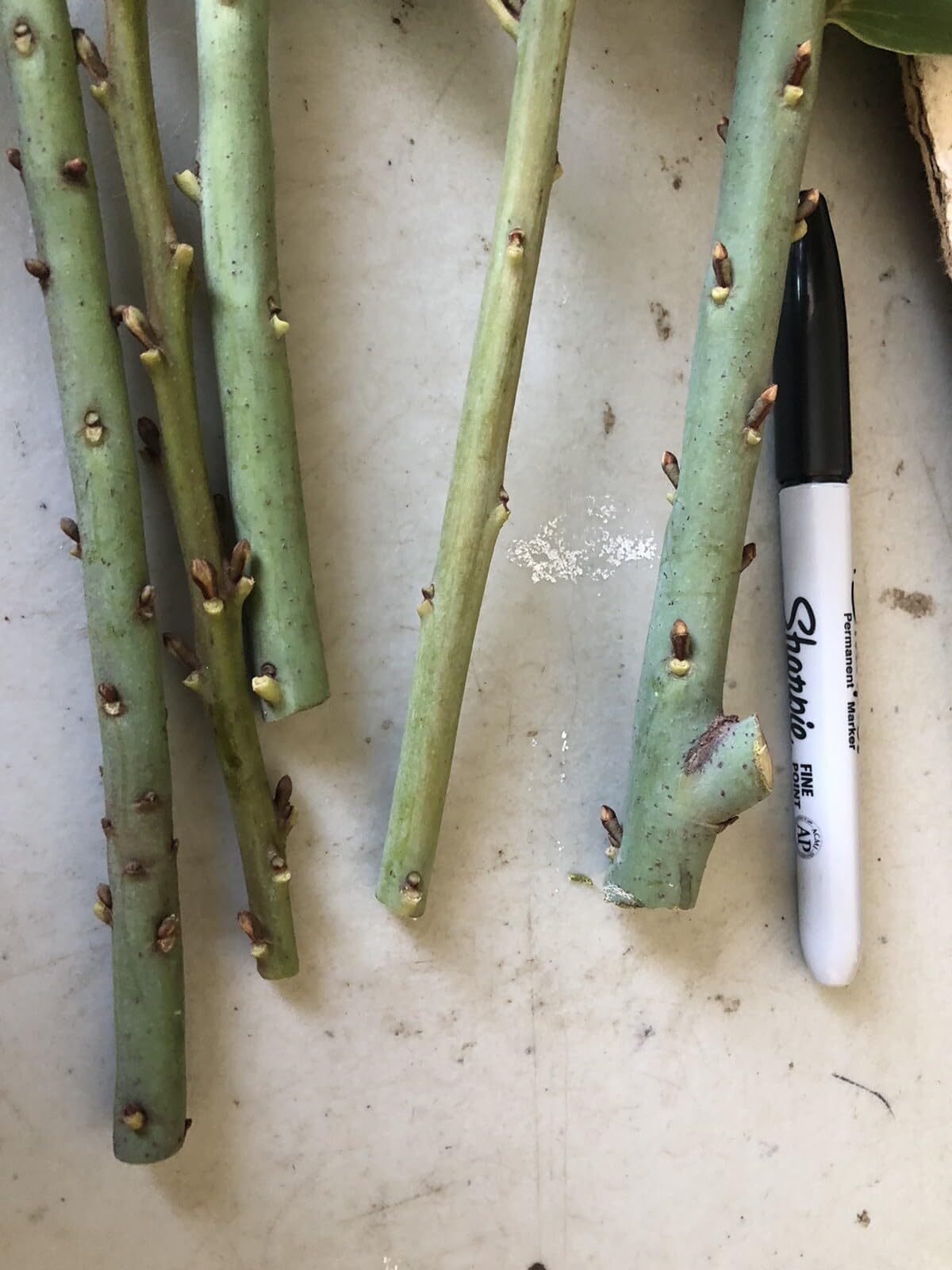 Live Plant - 5 Sweet Laurel Bay Tree Plant Cuttings