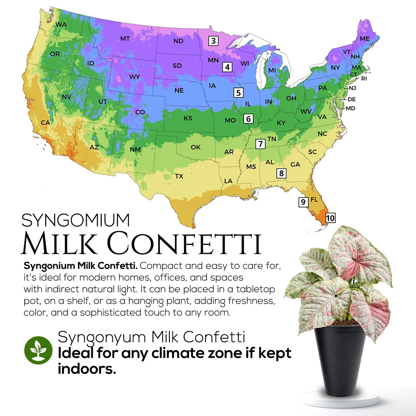 Syngonium Confetti Plant (4 Pack) Rare Live Starter Plants, Variegated Arrowhead Vine Houseplants, Easy Care Indoor Tropical Plants Live, Pink Foliage Houseplants