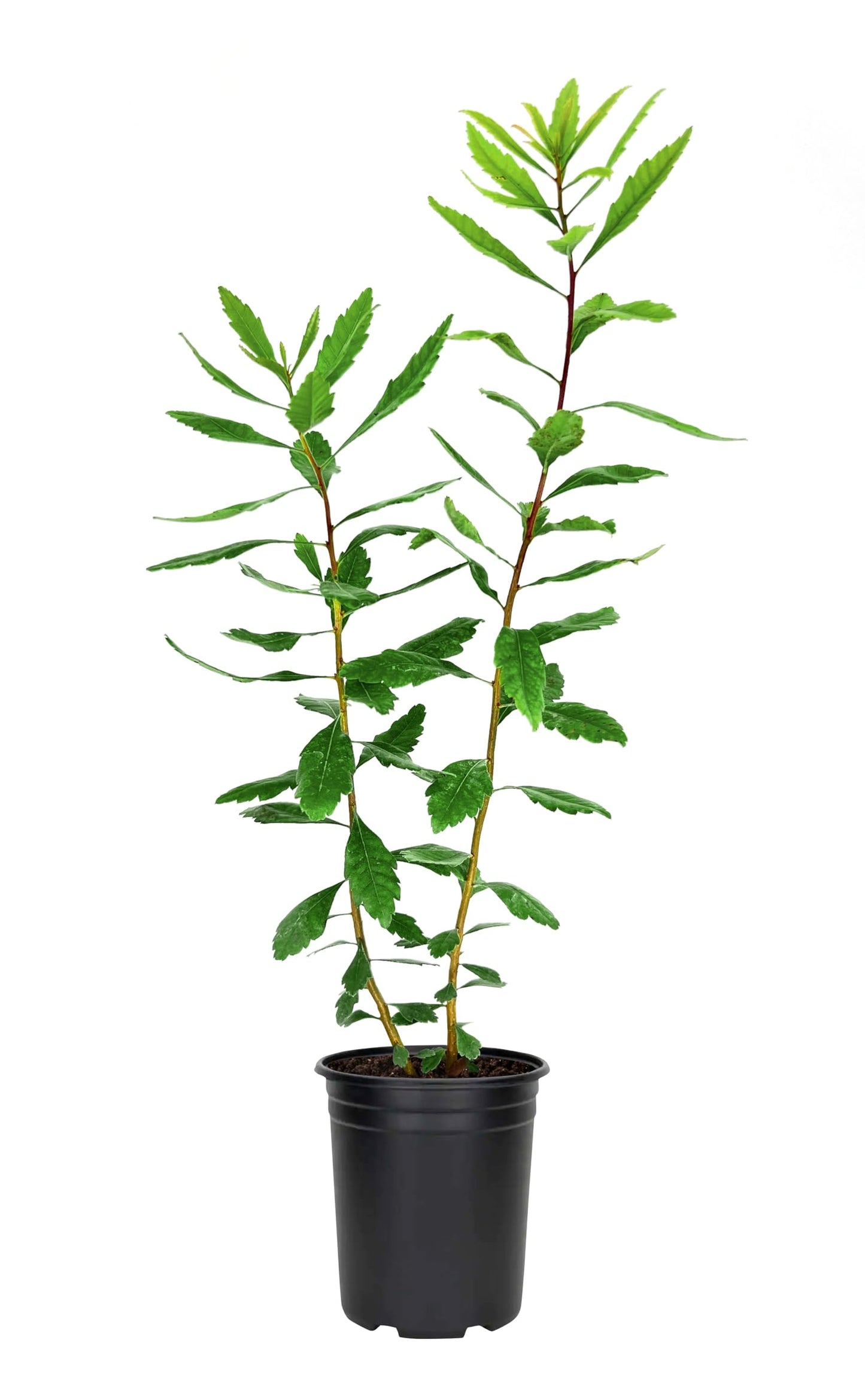 Wax Myrtle | 3 Live 4 Inch Plants | Myrica Cerifera | Fast Growing Shrub, Privacy Screen, Evergreen Foliage, Ornamental, Drought Tolerant, Low Maintenance, Garden Landscape