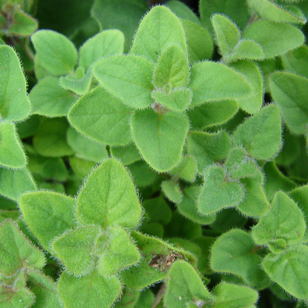 Clovers Garden Sweet Marjoram Herb Plants- Two (2) Live Plants - Non-GMO - Not Seeds -Each 4"-8" Tall- in 4 Inch Pots, Use in Soups, Stews & Italian Dishes