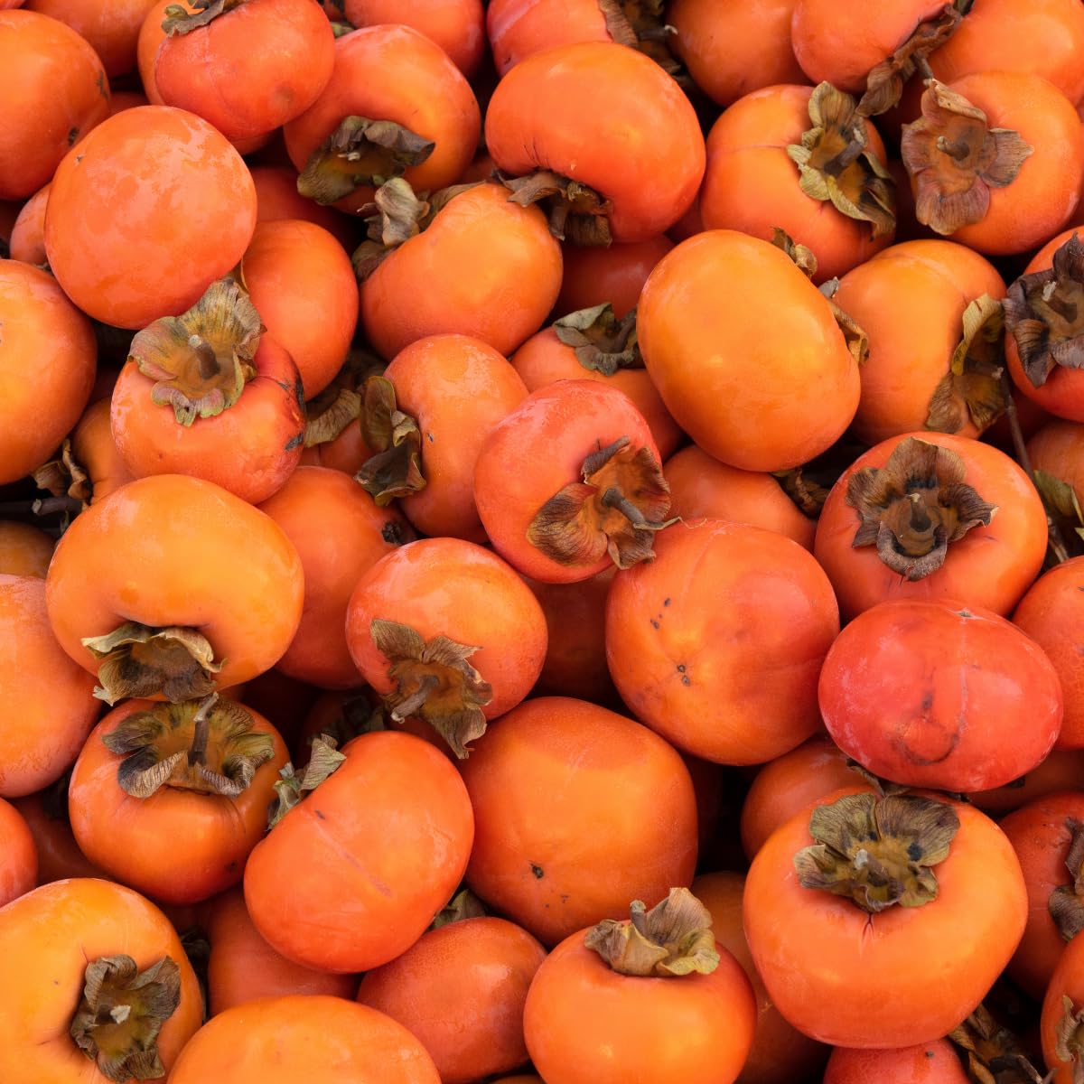 Persimmon Tree Live Plant, 6-12 Inch Tall Plant Well Rooted in Quart Pot, 1 Year Old, Dormant in Winter
