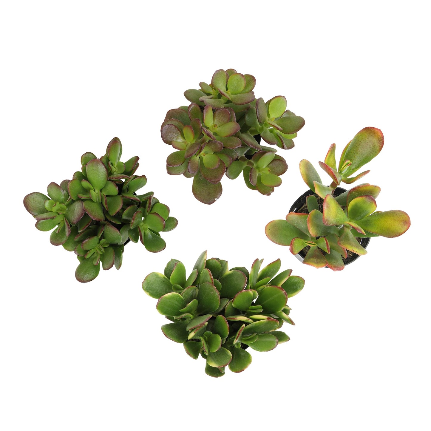Altman Plants Live Jade Plant Collection (4PK), Classic Jade Plants in 2.5" Pots, Mini Succulents, Sunset Jade, Live Succulents, Crassula Ovata, Variegated Live Plants & House Plants in Succulent Soil