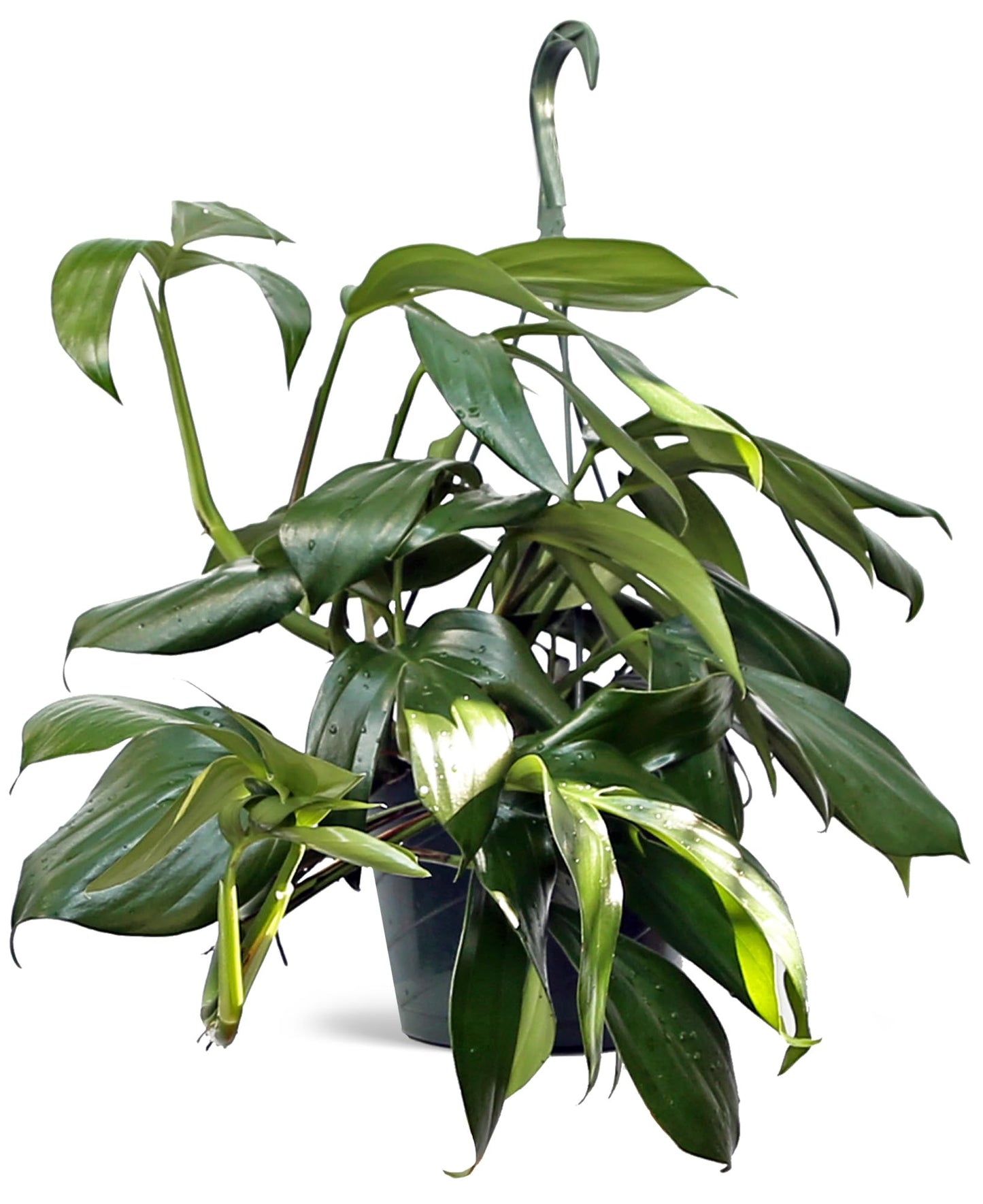 Live Philodendron Dragon Tail, Rare Houseplant, Birthday Gift, Plant Lover Gift, Housewarming Gift, Christmas Gift, Mother's Day Gift, Indoor Potted Plant, Plant Decoration in 8" Hanging Basket