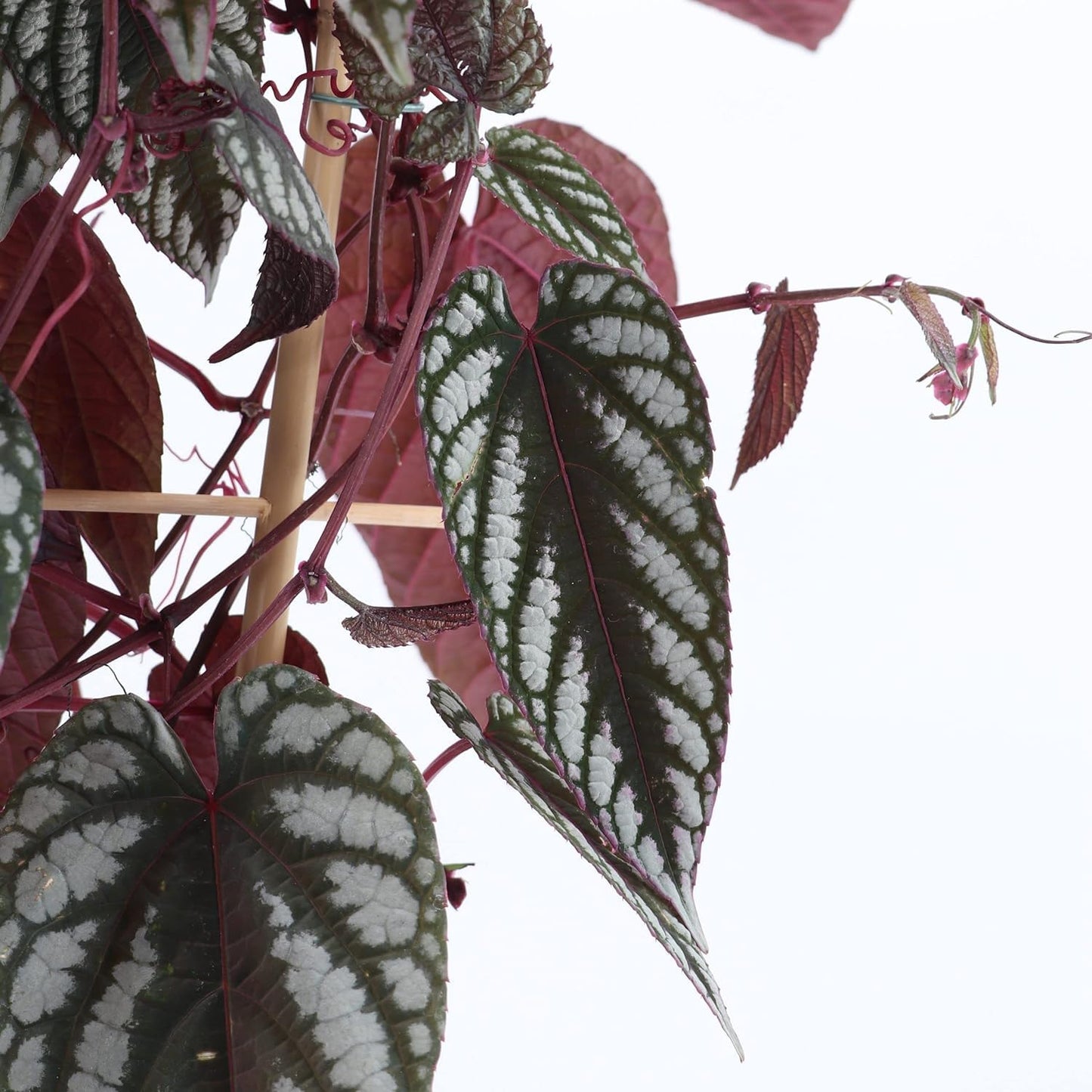 Rex Begonia Vine - 4 Live Starter Plants in 2 Inch Pots - Cissus Discolor - Extremely Rare and Beautiful Vining Indoor Houseplant - Air Purifying