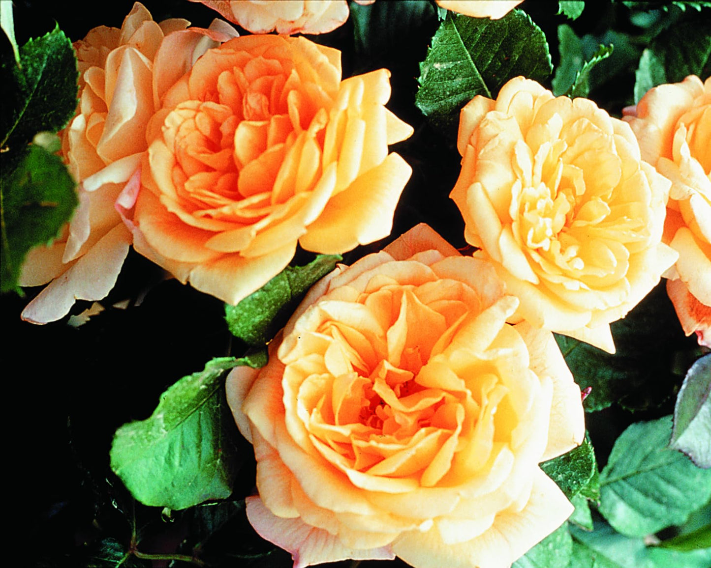 Garden Sun Climbing Rose Bush, Apricot Peach Flowers, Own Root 1.5 Gallon Potted Live Plant, Stargazer Perennials