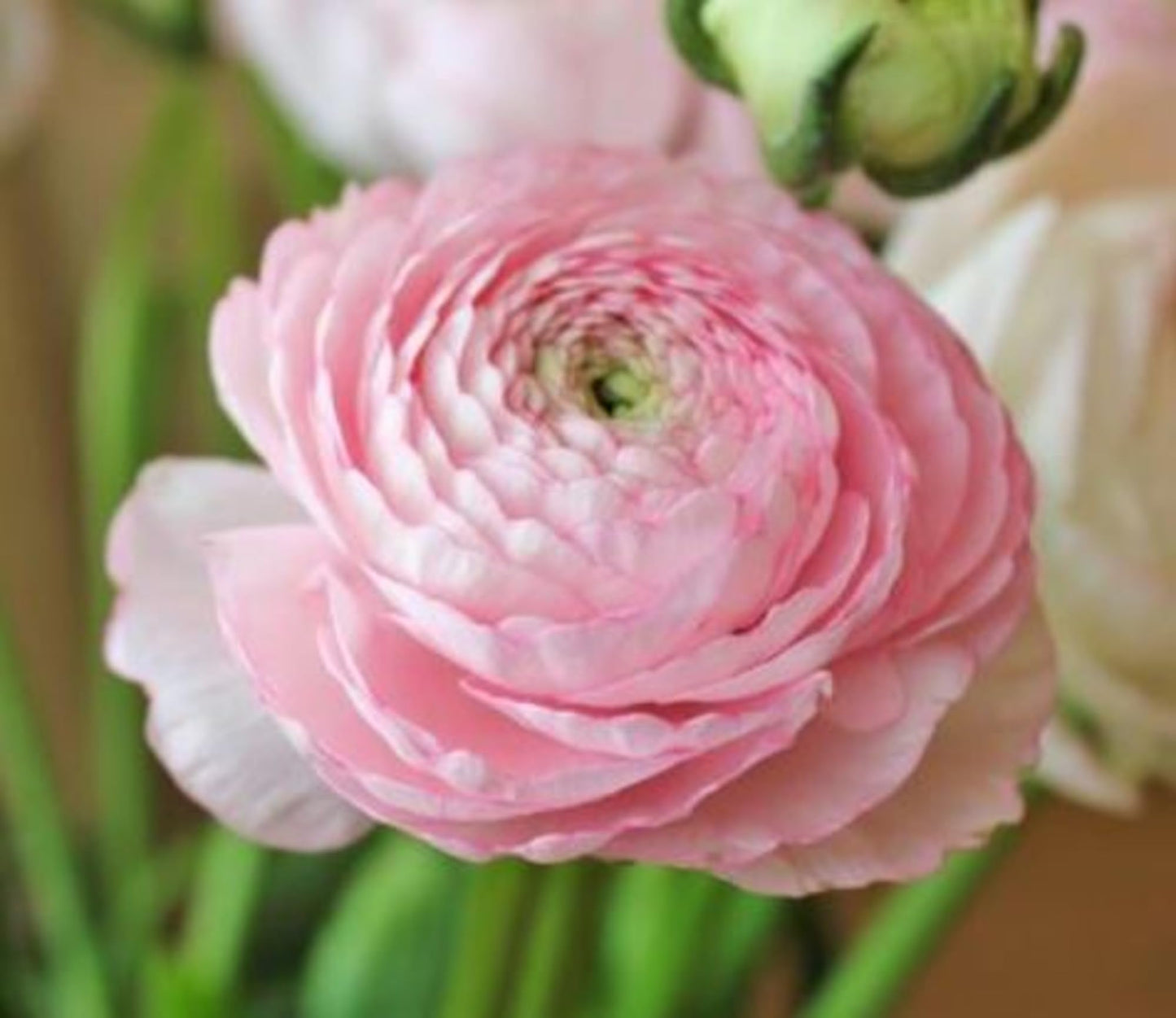 Ranunculus Bulbs for Planting - Ranunculus Flower Seeds - 25 Ranunculus Pink Shade - Ranunculus Corms for Planting - Ranunculus Peonies Pulbs for Planting - Easy to Grow - 25 Bulbs per Pack
