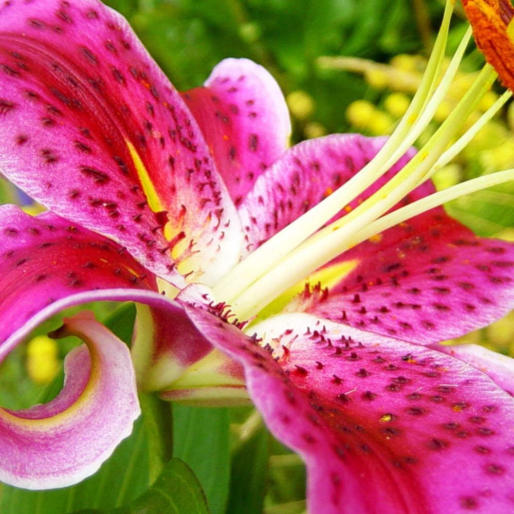 Great Deal! 6 Pack Flower Bulbs - Giant Stargazer Flower Lily Perennial Bulbs - Petals with Deep Fuchsia in The Middle Fading to Light Pink Trimmed in White