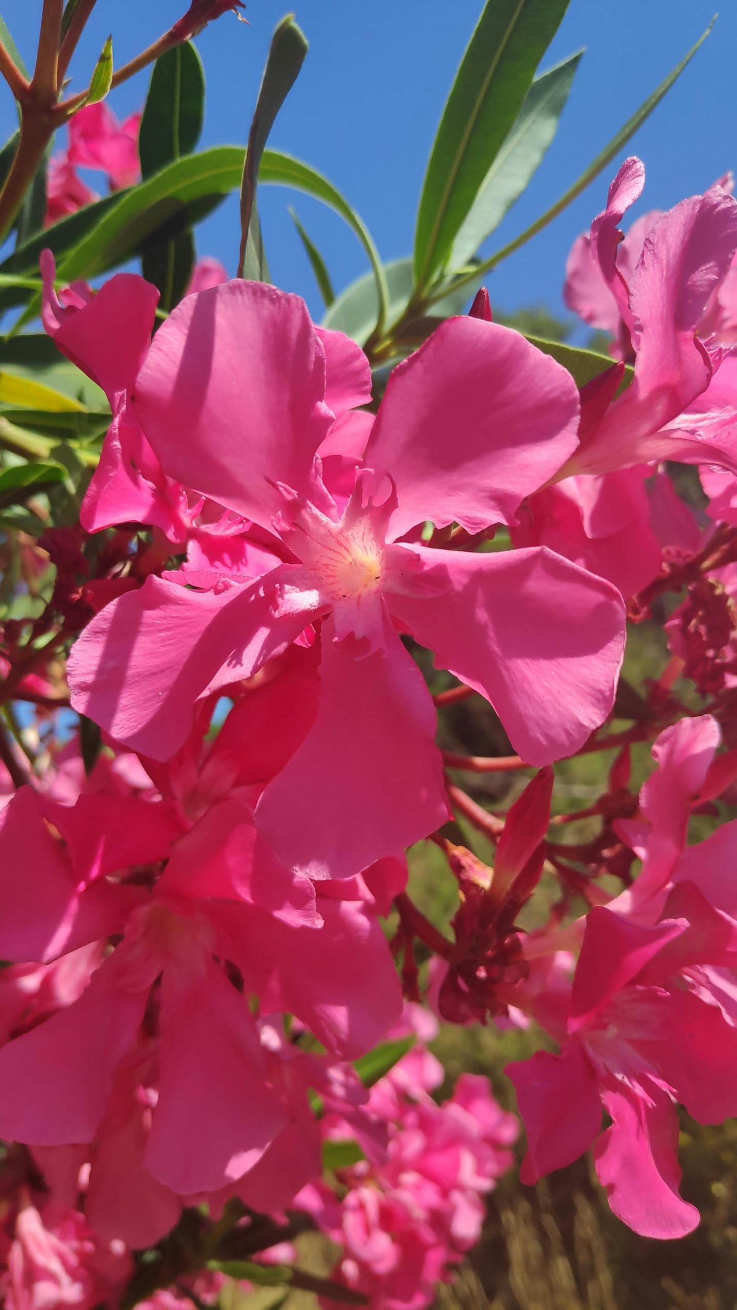 Pink Oleander Plants Pack of 3 - Live Nerium Oleander Plants for Sale 6-8" Tall, Evergreen Flowering Shrub, Container & Ground Friendly, Drought Tolerant, Year-Round Blooms