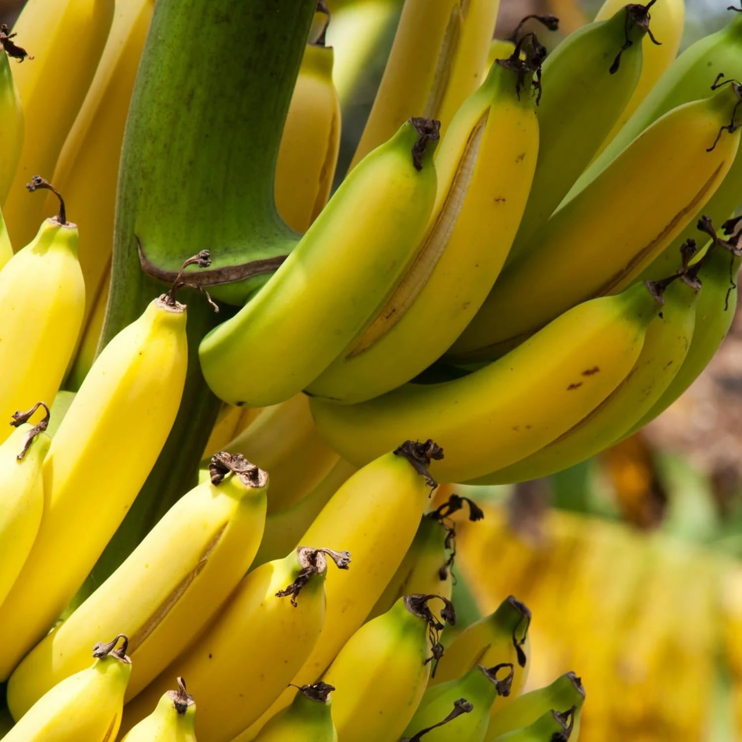 Grand Nain Banana Tree Live Plant, Well Rooted 4-8" Tall, Cold Hardy Tropical Banana Plant Live Well Rooted, Live Banana Fruit