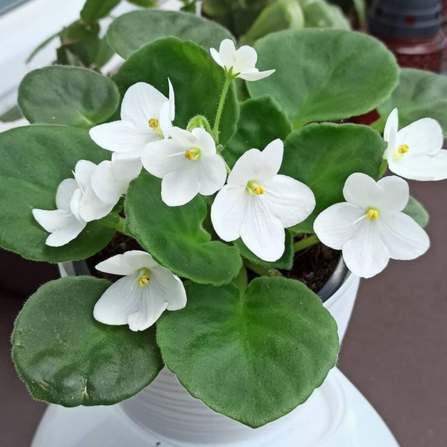 White African Violet Plant, Perennial African Violet Live Plants in 4 Inch Pot, Violets Live Plants Houseplant for Indoor Garden