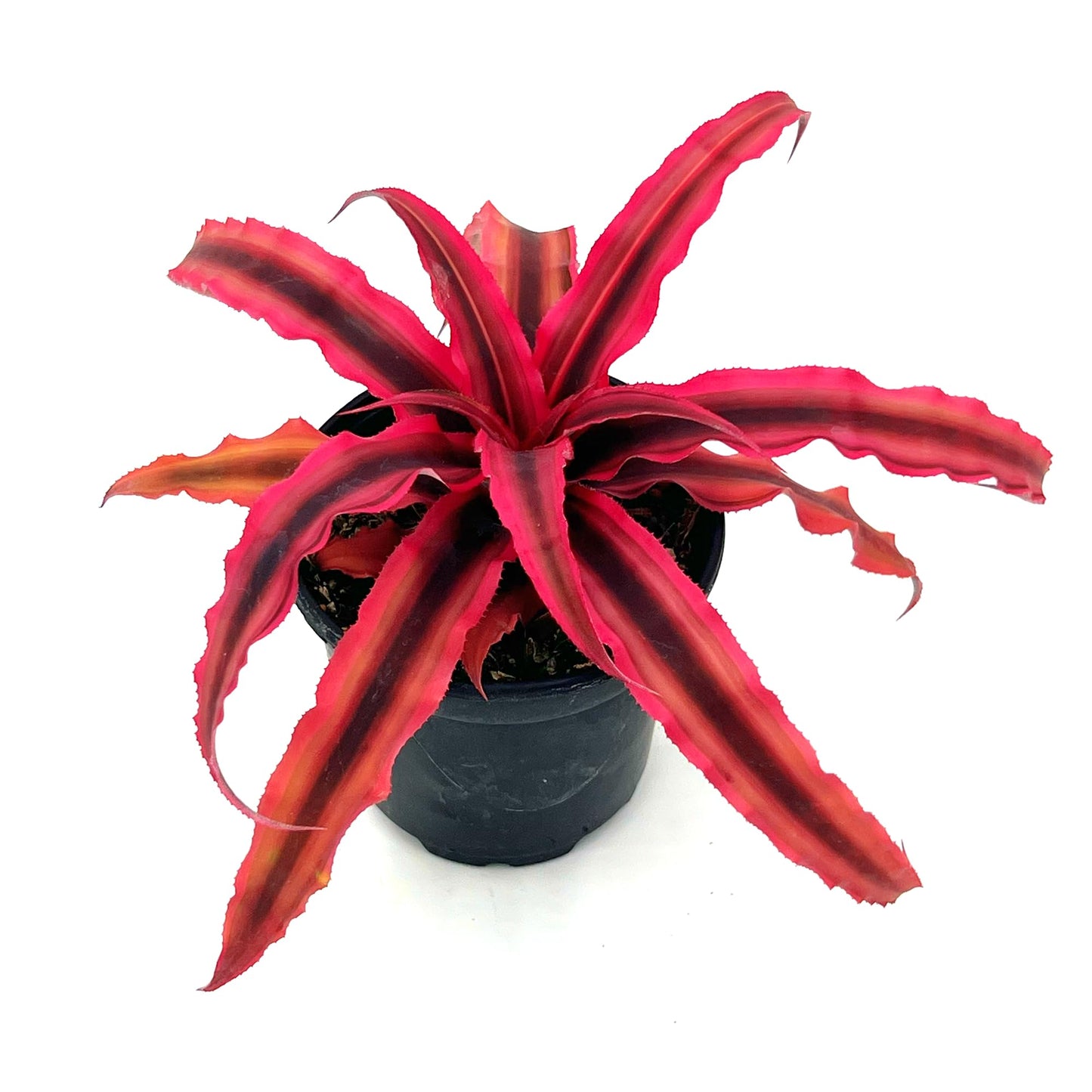 ragnaroc Live Plants – Cryptanthus ‘Rubin‘, 4-8" in 4" Pot - 1ct - Live Arrival Guaranteed - House Plants for Home Decor & Gift
