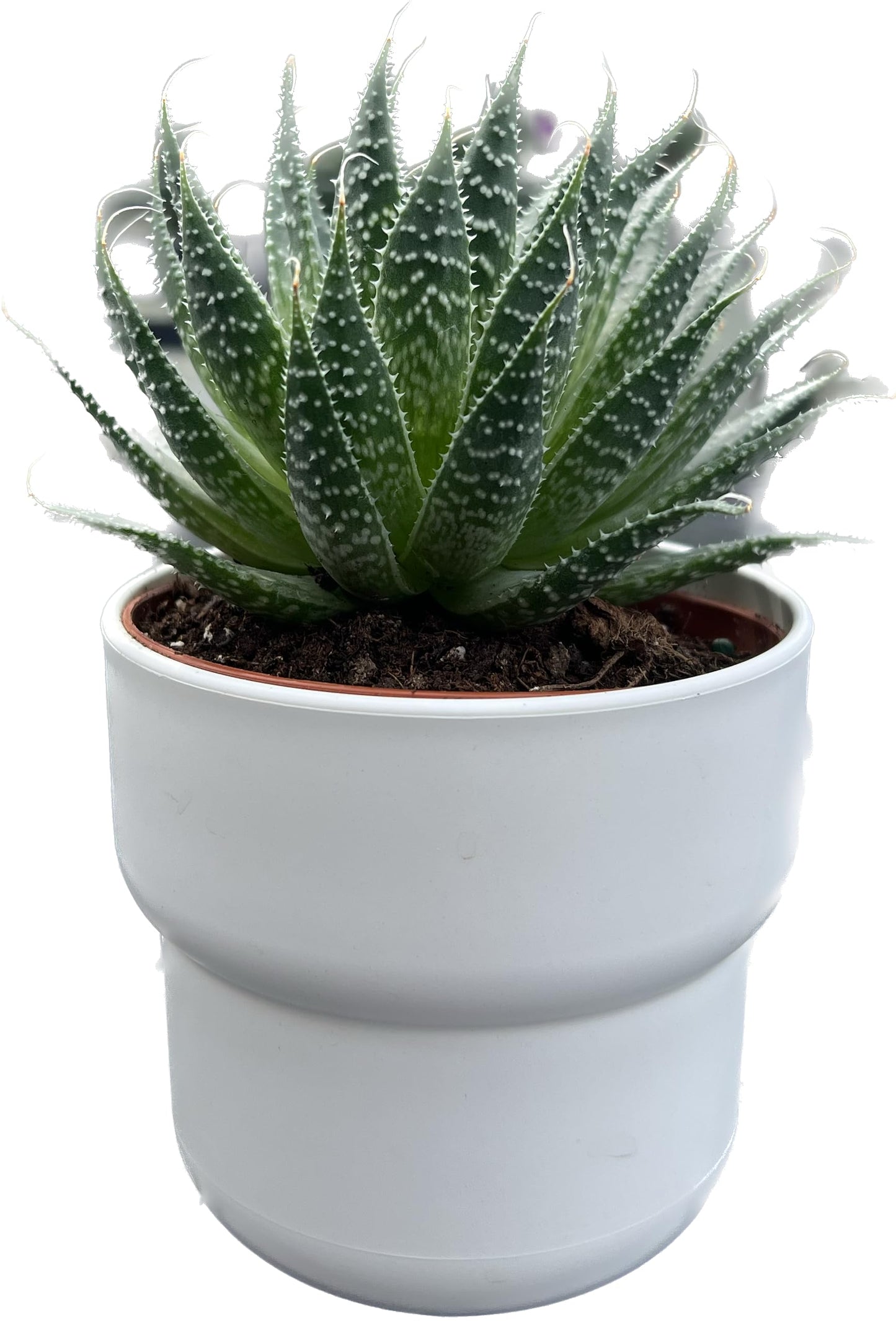 Aloe Aristata "Lace Aloe" Live Plant - Unique Houseplants for Easy Indoor Gardens & Home Decor Gifts - Potted Tiny Houseplants 4" inch White Pot Included