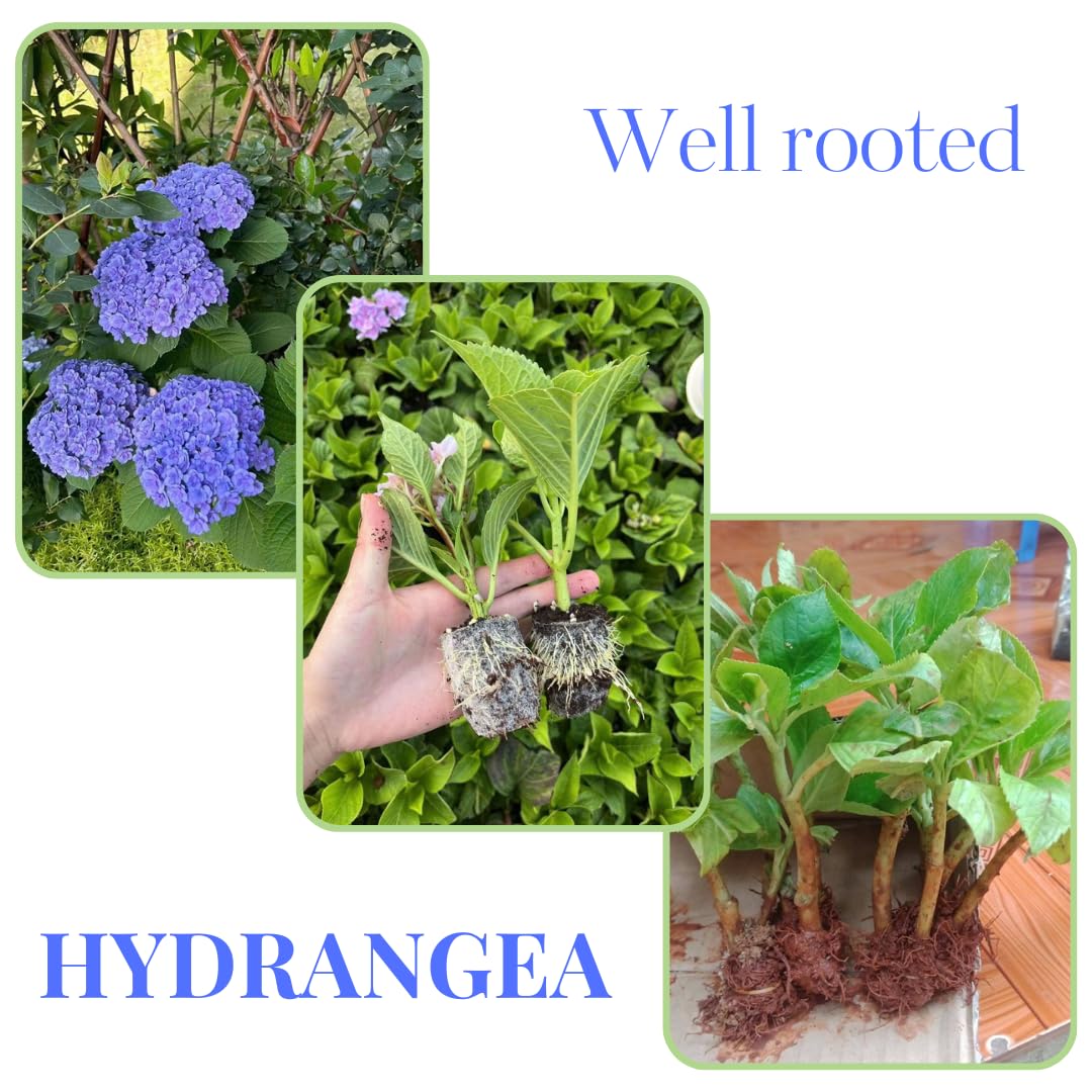 Hydrangea Live Plant in 2.5 Inc Pot, Hydrangea Tree Shrub Bush Perennial Outdoor Planting, Change Color Each Season (Rebloomer Pink Purple)