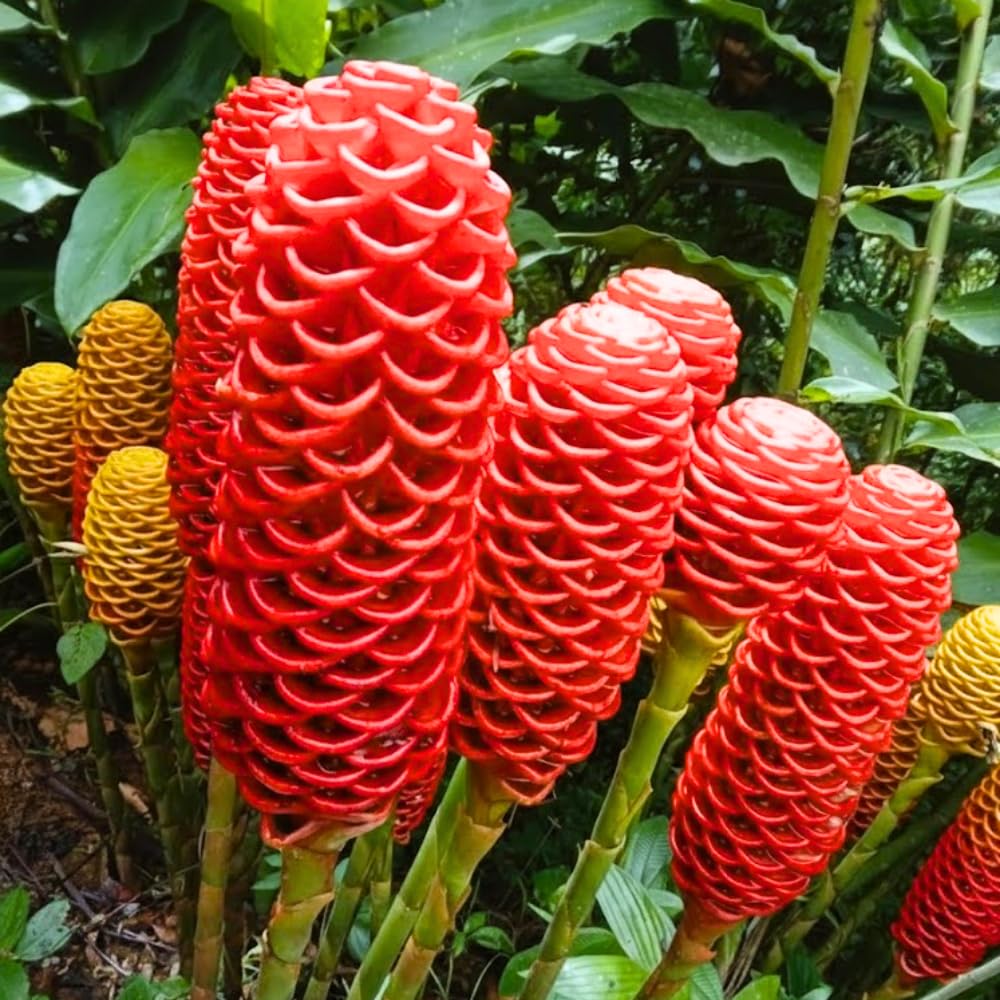 Set 8 Awapuhi Shampoo Ginger Roots, Zingiber Zerumbet Pinecone Ginger Lily Rhizomes