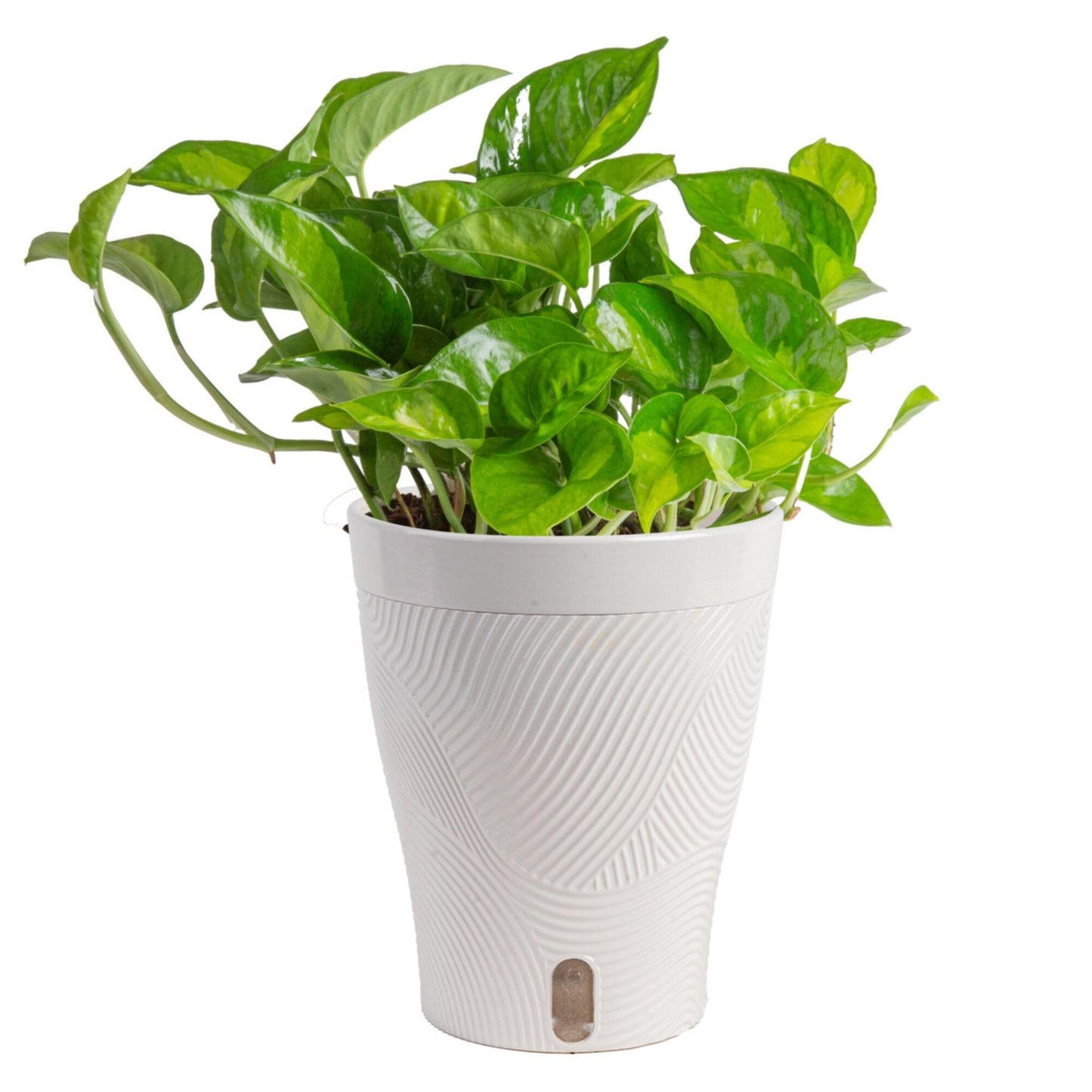 Costa Farms Global Green Pothos Live Plant in Self Watering Pot, Air Purifying Indoor Houseplant, Perfect for Home, Room, or Office Decor, Great House Warming or Birthday Gift, 10-12 Inches Tall