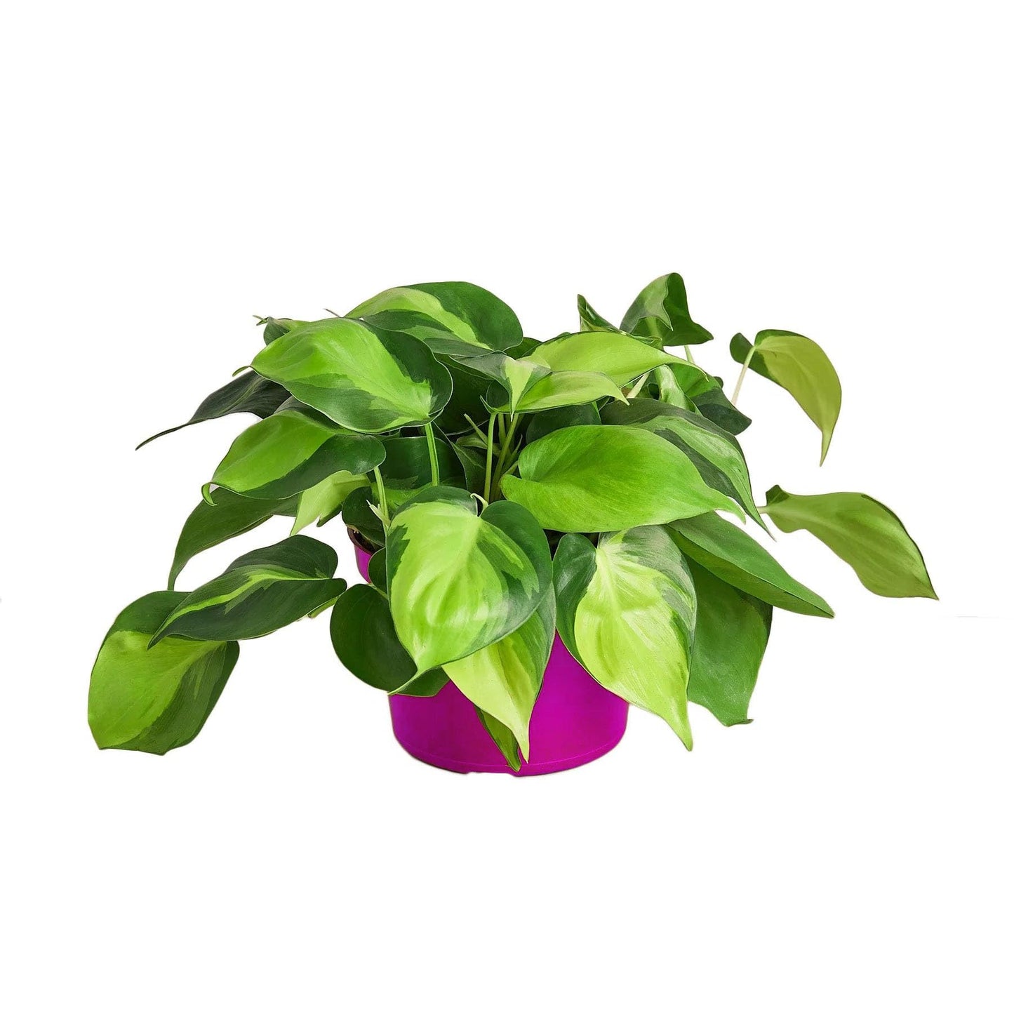 6 Pack Philodendron 'Brasil' in 3in Pot - Live Tropical Houseplant - Easy to Grow | Air Purifying | Variegated | USA Growers | The Snobby Leaf