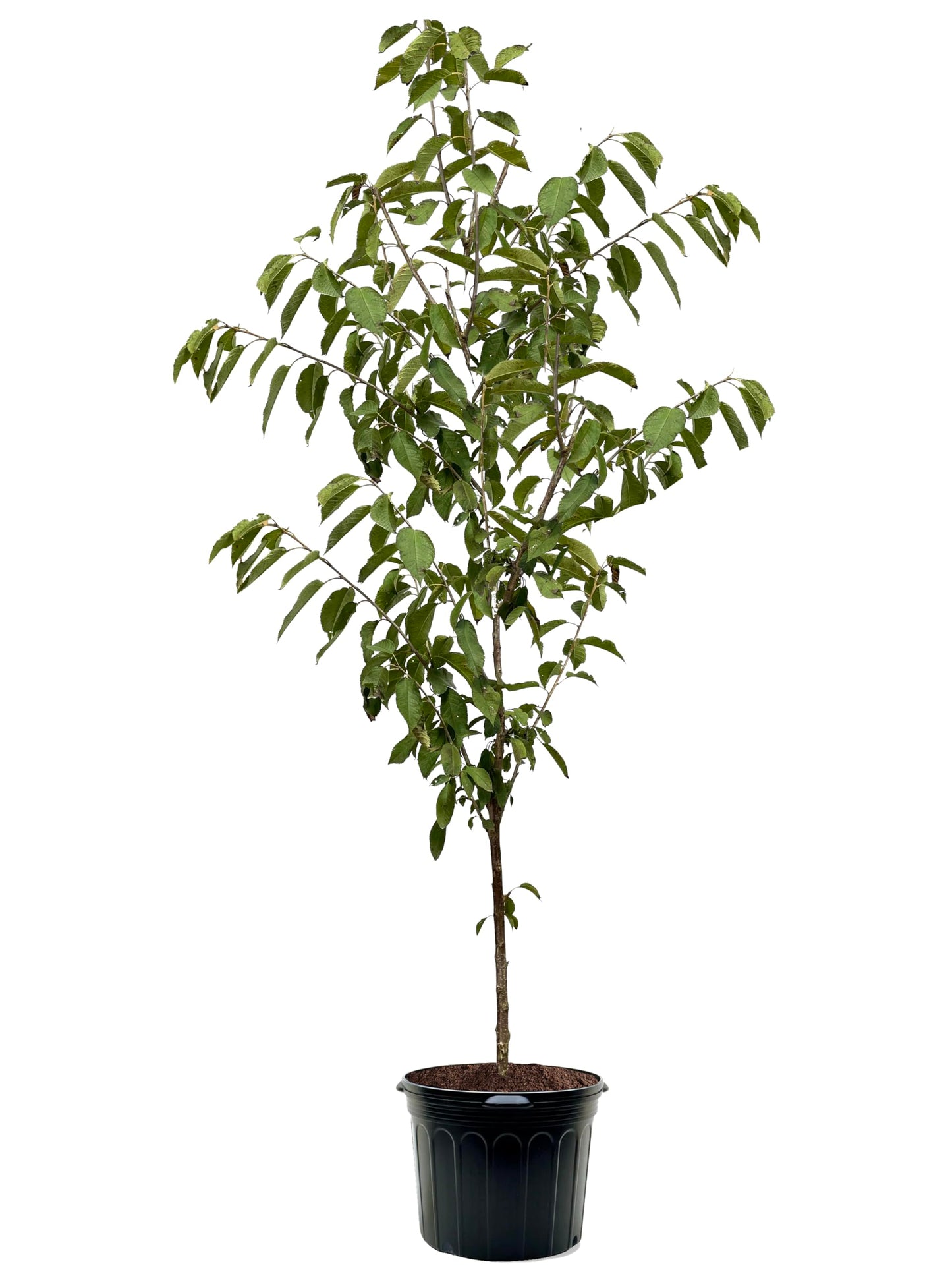 American Plant Exchange Cherry Tree 'Montmorency' – Live Fruit-Bearing Plant, 7-Gallon Pot, Cold Hardy, Tart Edible Cherries for Outdoor Orchards and Landscapes