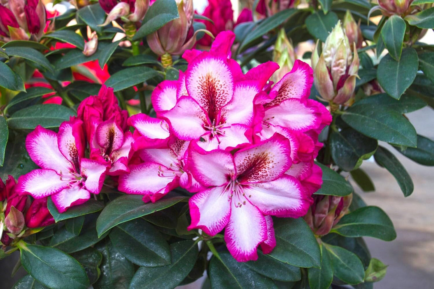 Live Plant - Pomegranate Splash Rhododendron - Starter Plant