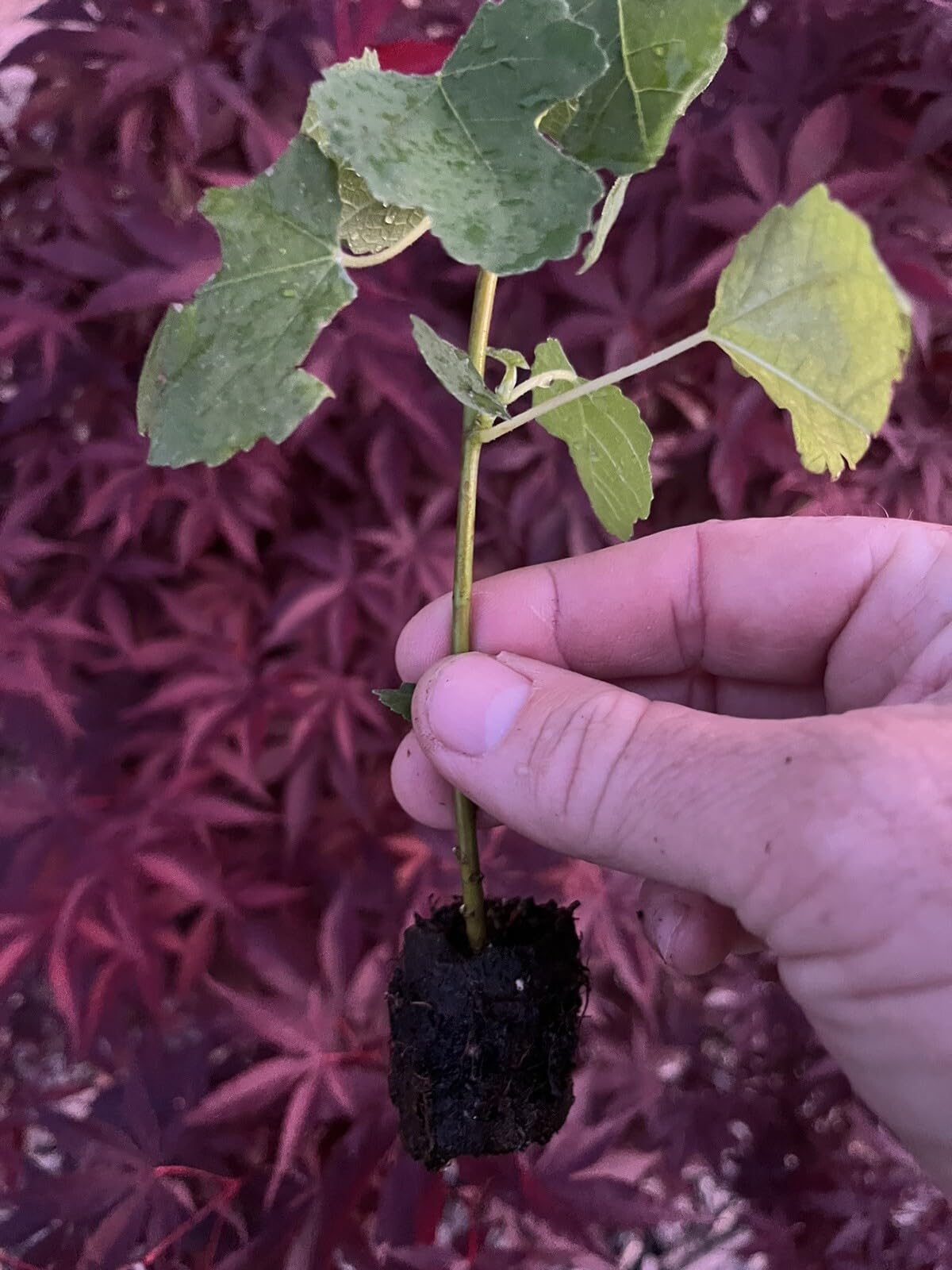 Live Plant - Fig Trees 2 Live Plants “Kadota” Cold Hardy