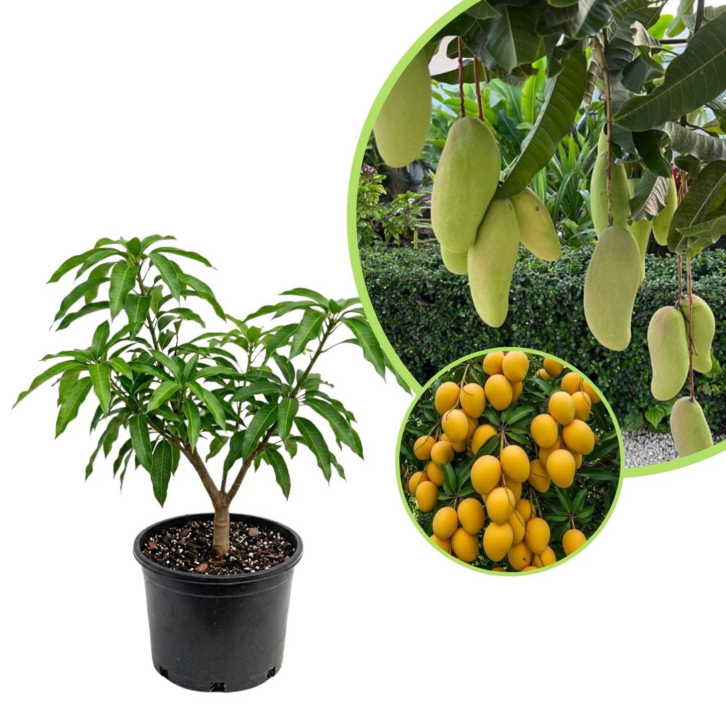 Thai Mango Plant Live, Sweet Tropical Mango Live in 3 Gallon Pot, Mango Fruit Tree for Outdoor Planting, 3-4 Feet Tall, No Ship to CA