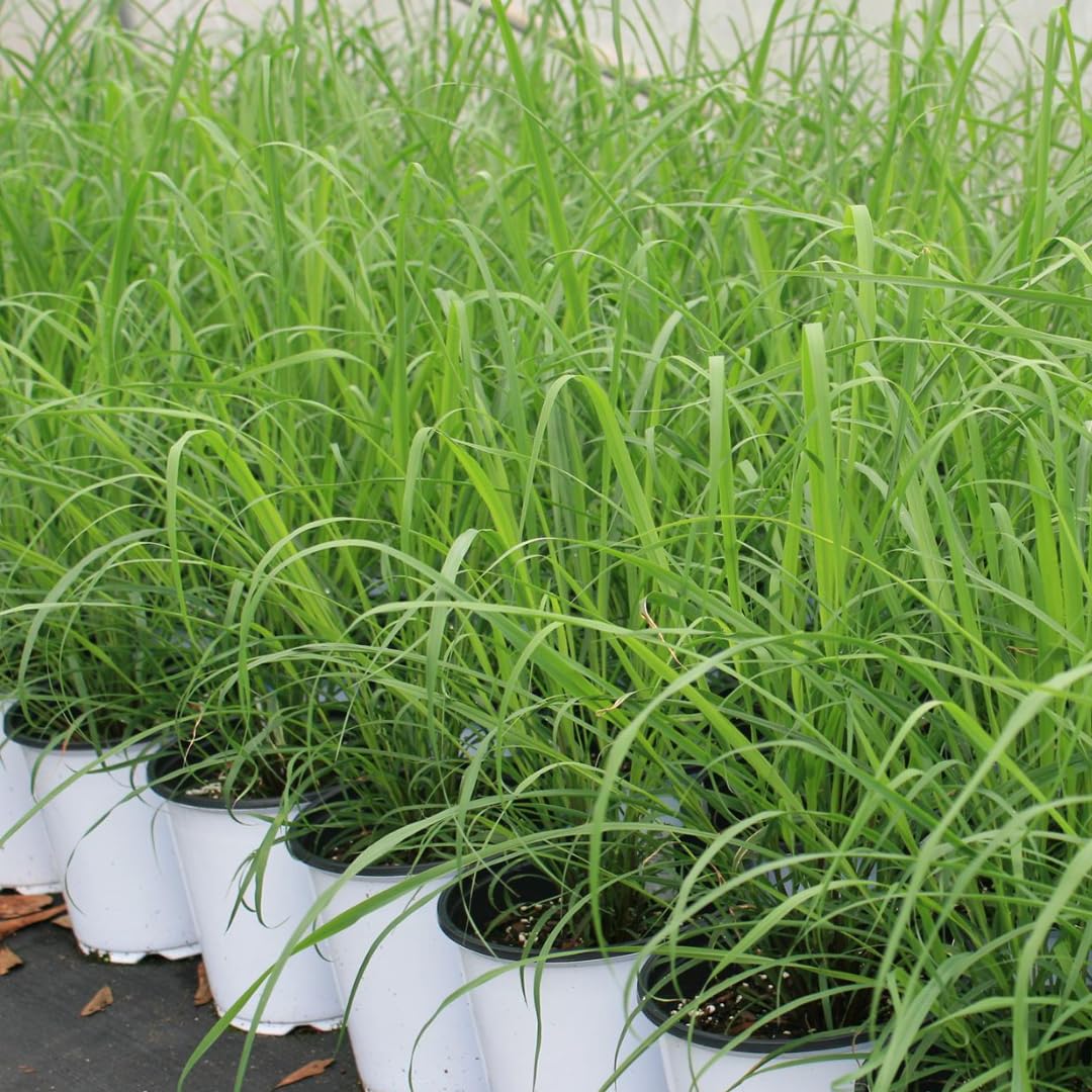 10 Large Lemon Grass Stalks Plants for Outside Live, Bare Root Lemongrass Plants Live Fresh Well-Rooted, Lemongrass Herb Plants, No Pot