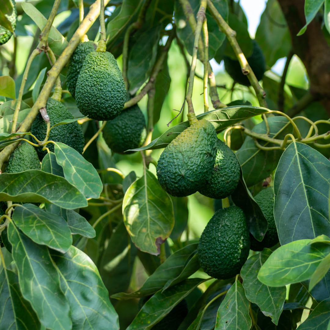 Live HASS Avocado Tree, Grafted Fruit Tree, 1-2 Feet Tall, Hardy Avocado Variety, Ready for Planting, No Ship to CA