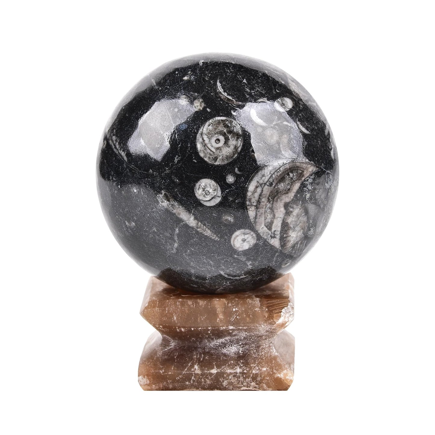 AMOYSTONE Large Orthoceras Fossil Divination Sphere for Collector Gift