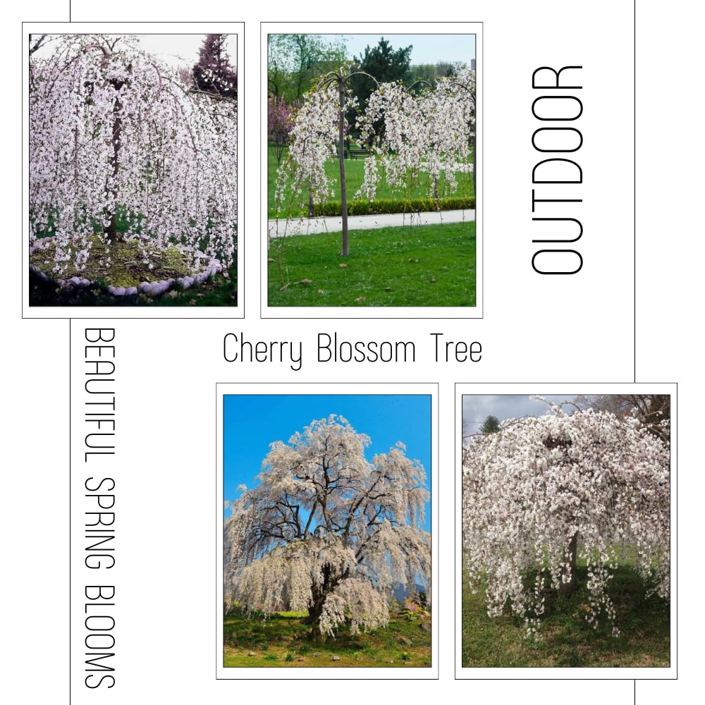 Cherry Blossom Tree Live Plant, 8-12" Tall, Ornamental Flowers for Outdoor Planting, in Pot (Weeping Cherry)
