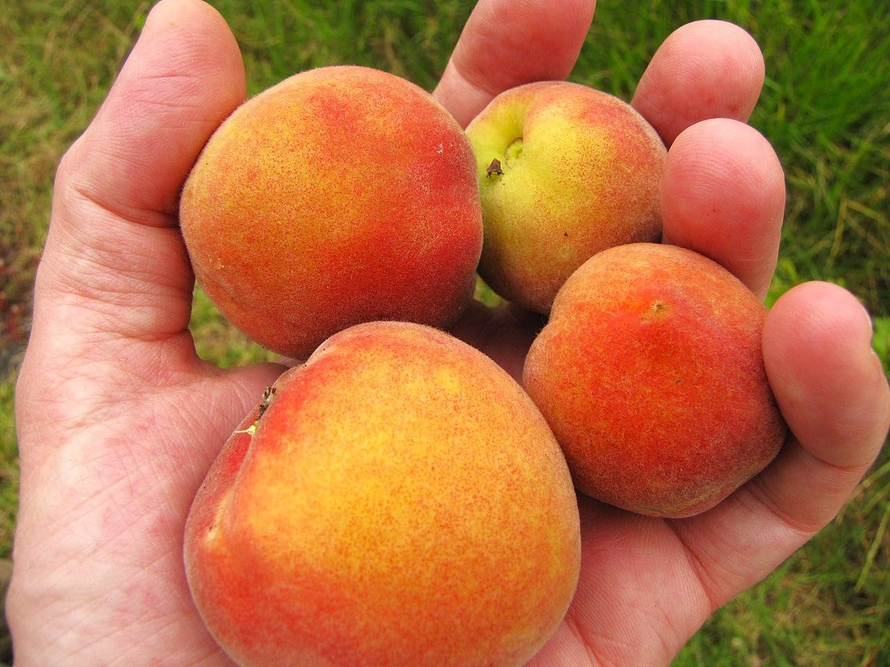 TomorrowSeeds - Nemaguard Peach Tree Seeds - 15+ Count - for 2026 Planting Prunus Persica Peaches Rootstock Nectarine Root Hardy Grafting Fruit Perennial Trees Pink Blossoms Grow Your Own Home Farm
