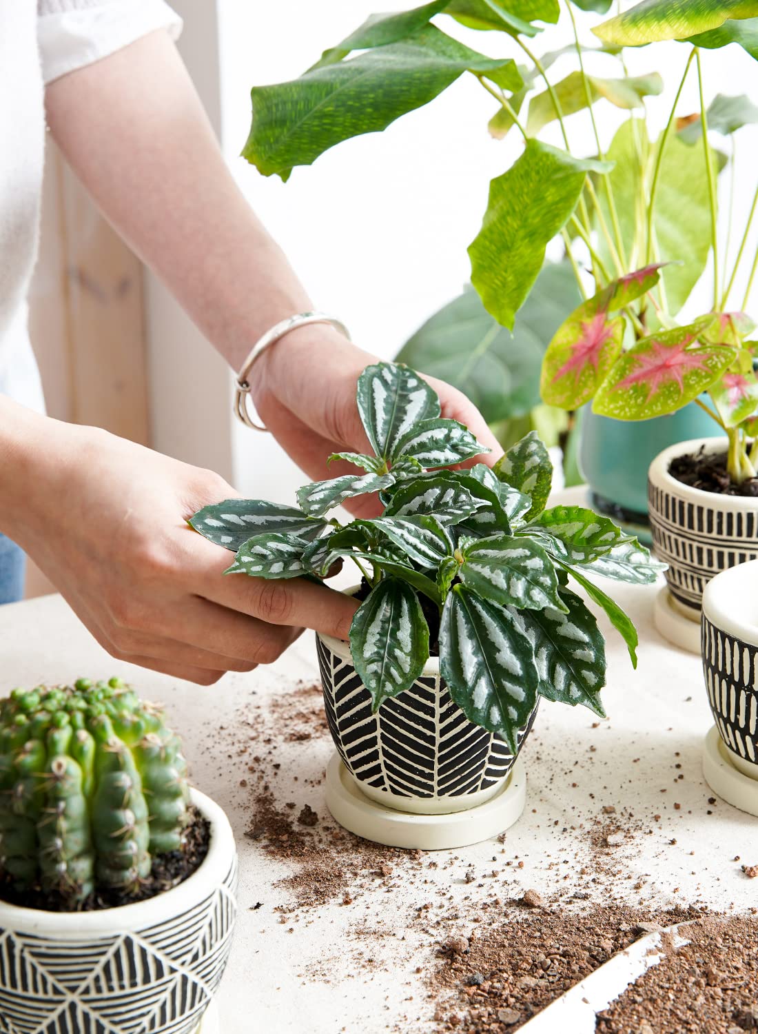 LE TAUCI 3 Inch Boho Succulent Pots, Artisanal Small Succulent Planters, Cement Small Plant Pots for Plants, Box for Mom, Women, Set of 4, Black and Cream White