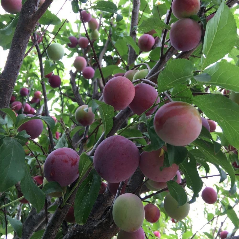 Methley Plum Tree 2-3 Feet Tall in 3 Gallon Pot, Red Purple Plum Plant Live, Hardy PlumsTrees for Planting Outdoor Garden, No Ship to CA
