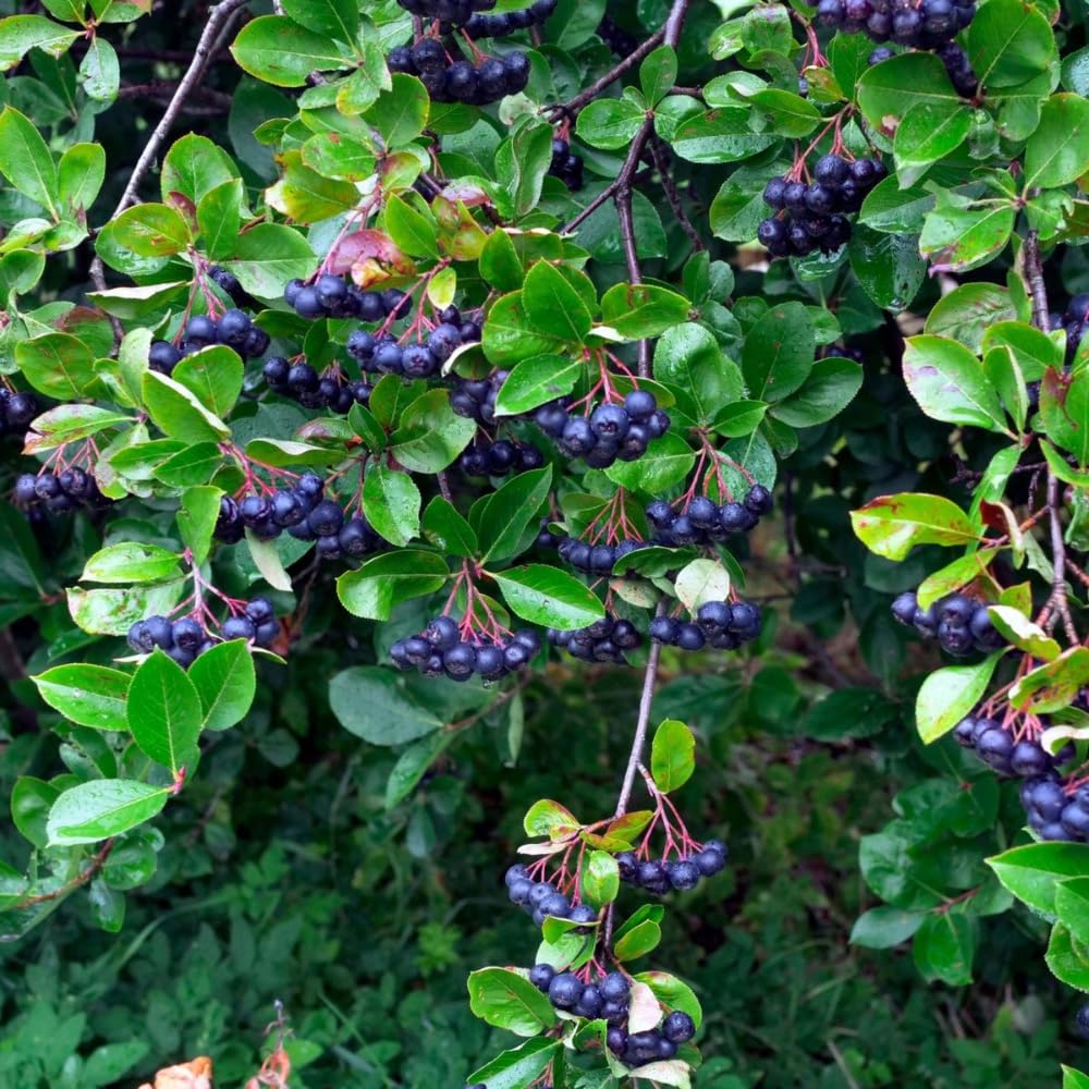 Huckleberry Plant Live in 4'' Pot, Sweet Black Huckleberry Bushes Live Plants 4-7 Inches, Outdoor Planting