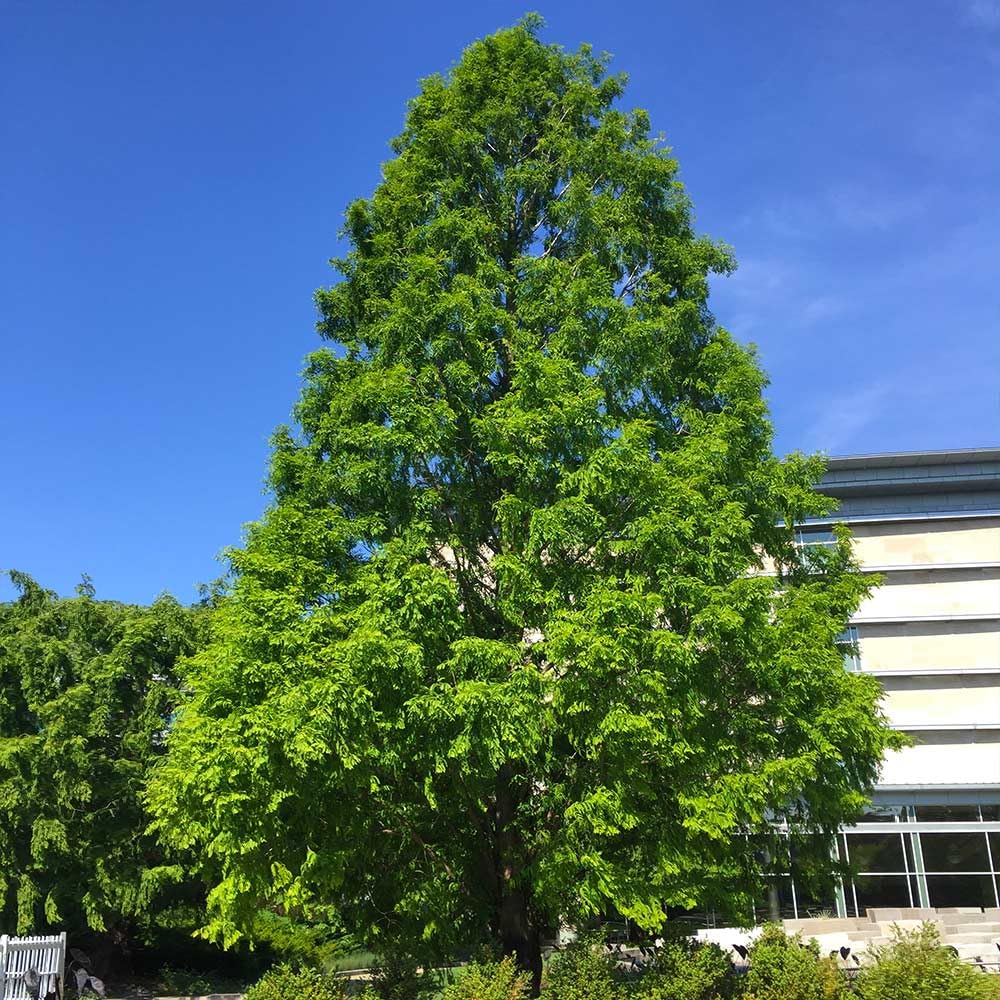 Brighter Blooms - Dawn Redwood Tree, 3-4 ft, No Shipping to AZ