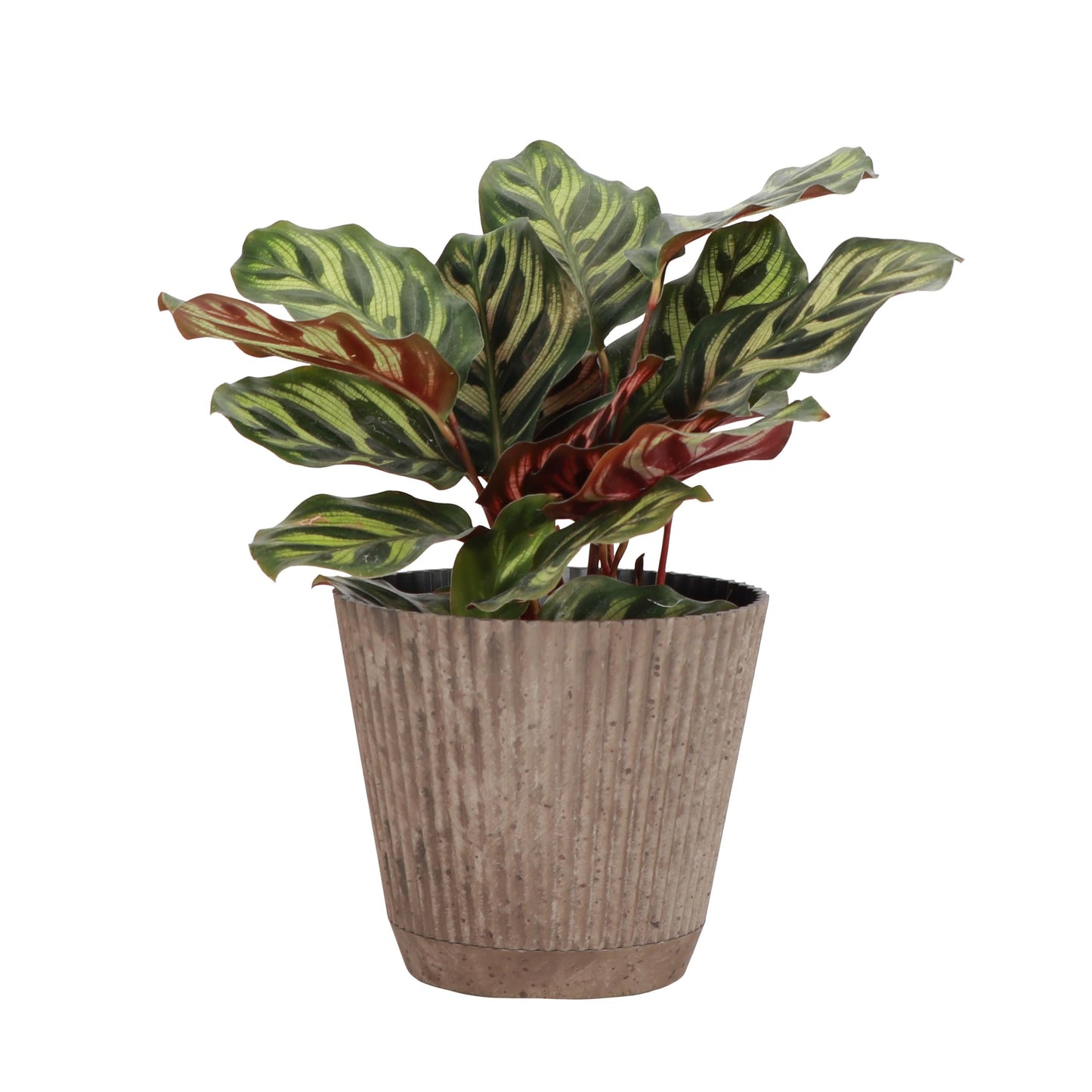 Thorsen's Greenhouse Peacock Calathea, Live Indoor Plant, Safe for Pets, Colorful Foliage, Rare Variety, Peacock Plant, 4" Diameter (Coffee)