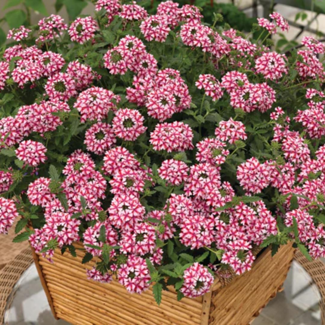 Pack 2 Bicolor Perennial Verbena Plants, Red White Verbena Live Plants, Verbena Flower Trailing Plants Live for Planting, Verbena Plants in Zones 7 to 11